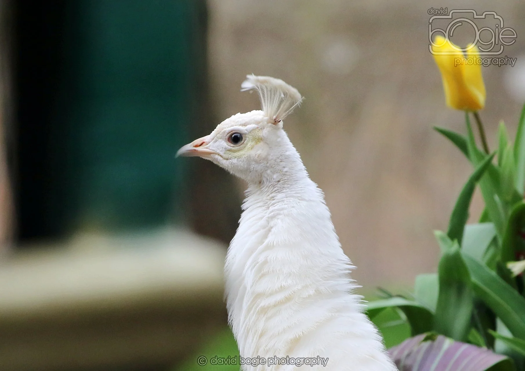 20260324 123818 Pittencrieff Park 0267.jpg