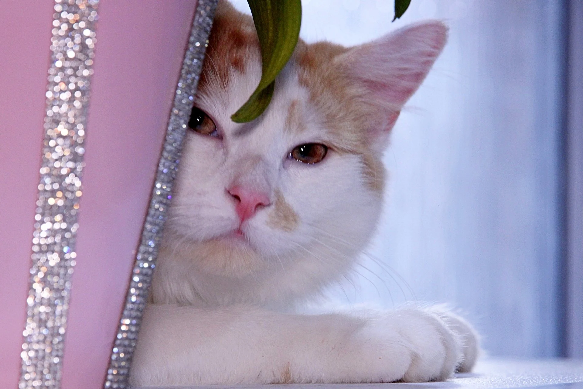 CATS 0454.jpg