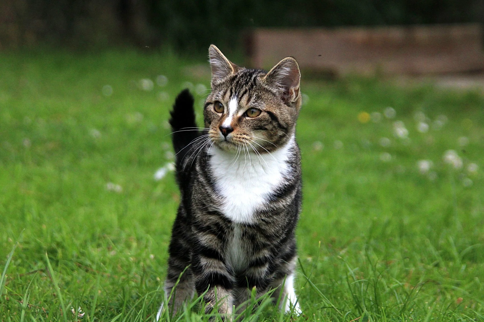 CATS 0103.jpg