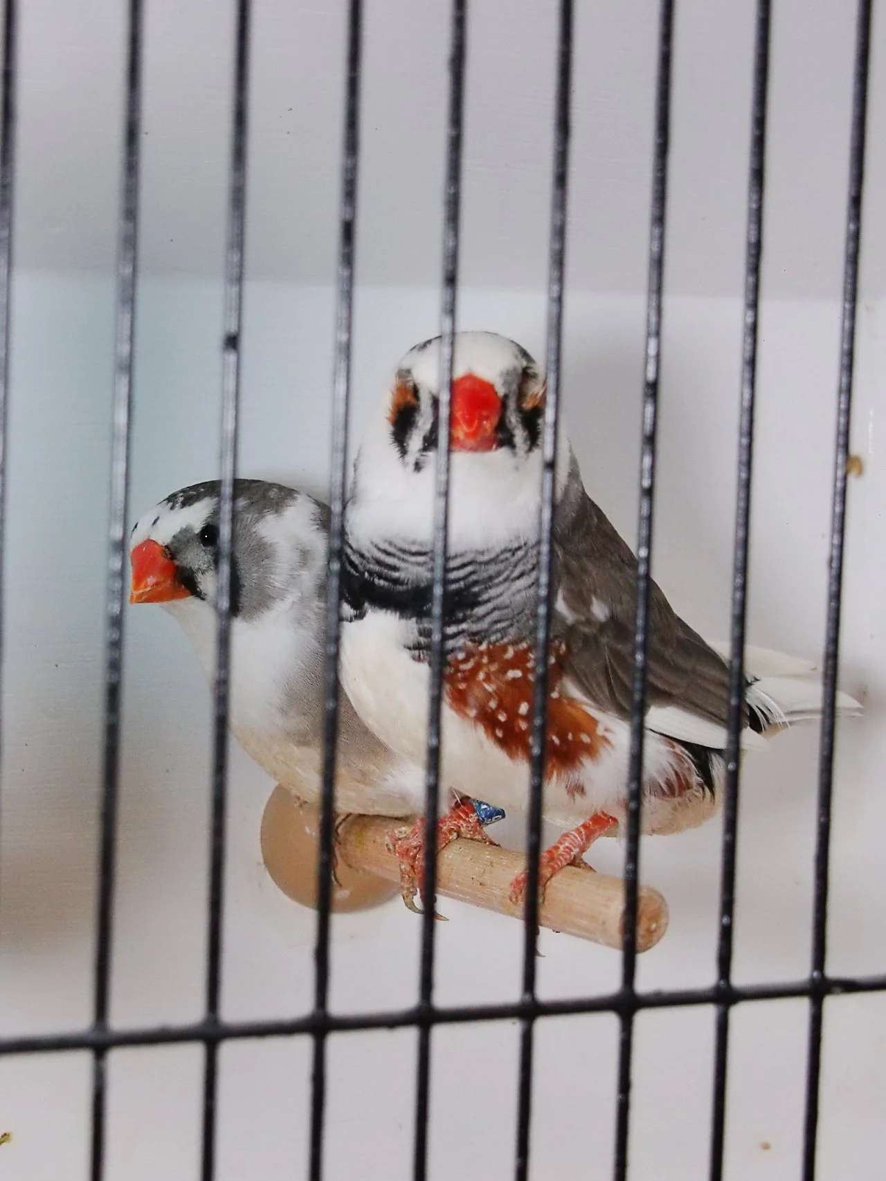 20241103 141006 MCBS Show 0742.JPG