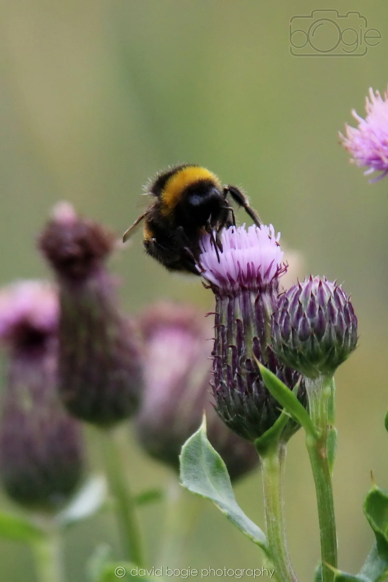 20230710 Lochore Meadows 120400 00004.jpg