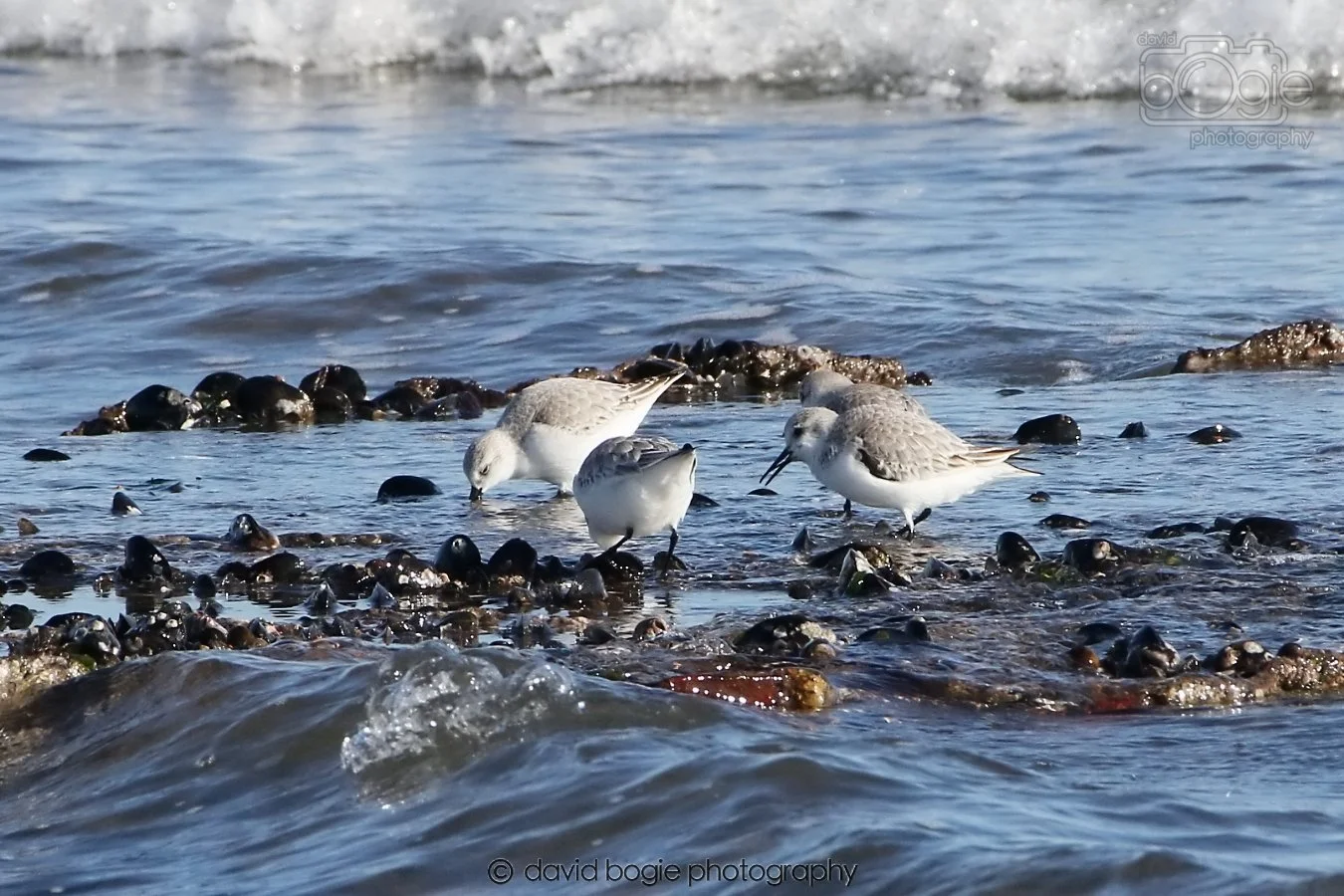 20260307 111042 Kirkcaldy 0037.jpg