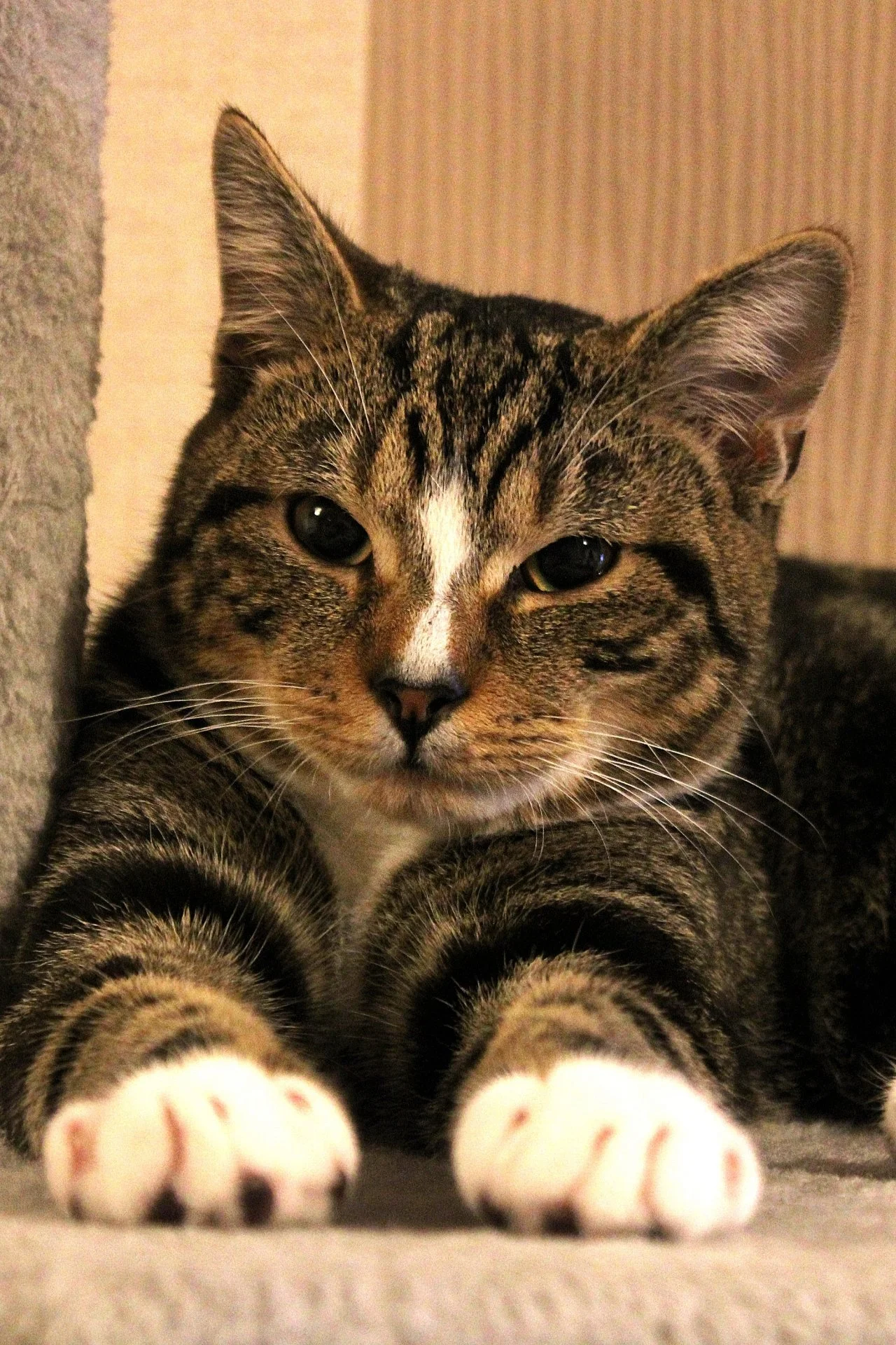 CATS 0128.jpg