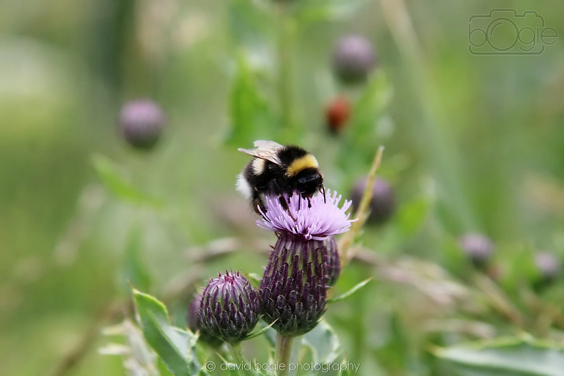 20230710 Lochore Meadows 120200 00007.jpg