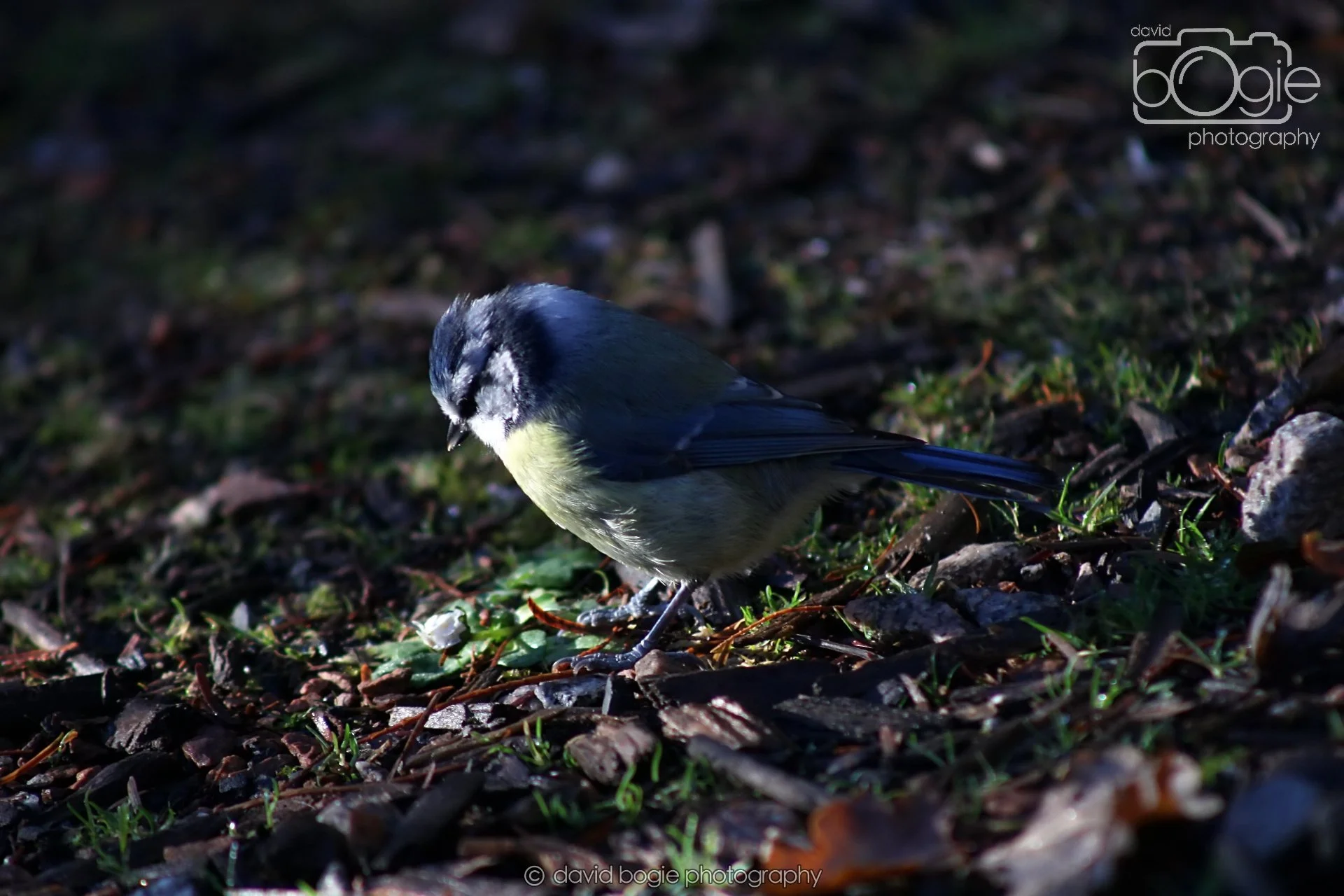 20251125 133017 Silverburn 0047.JPG