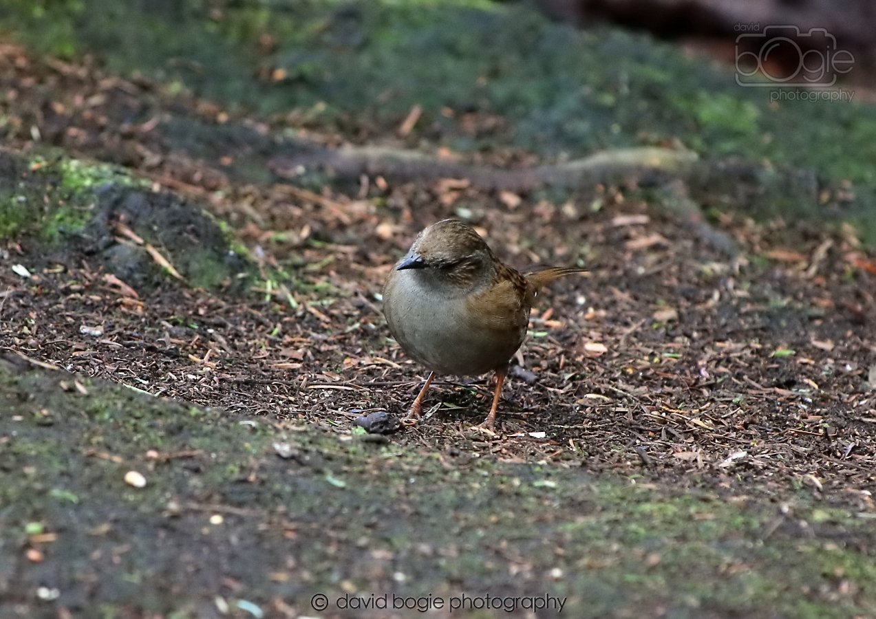 20260306 123200 Dunnikier 0703.jpg