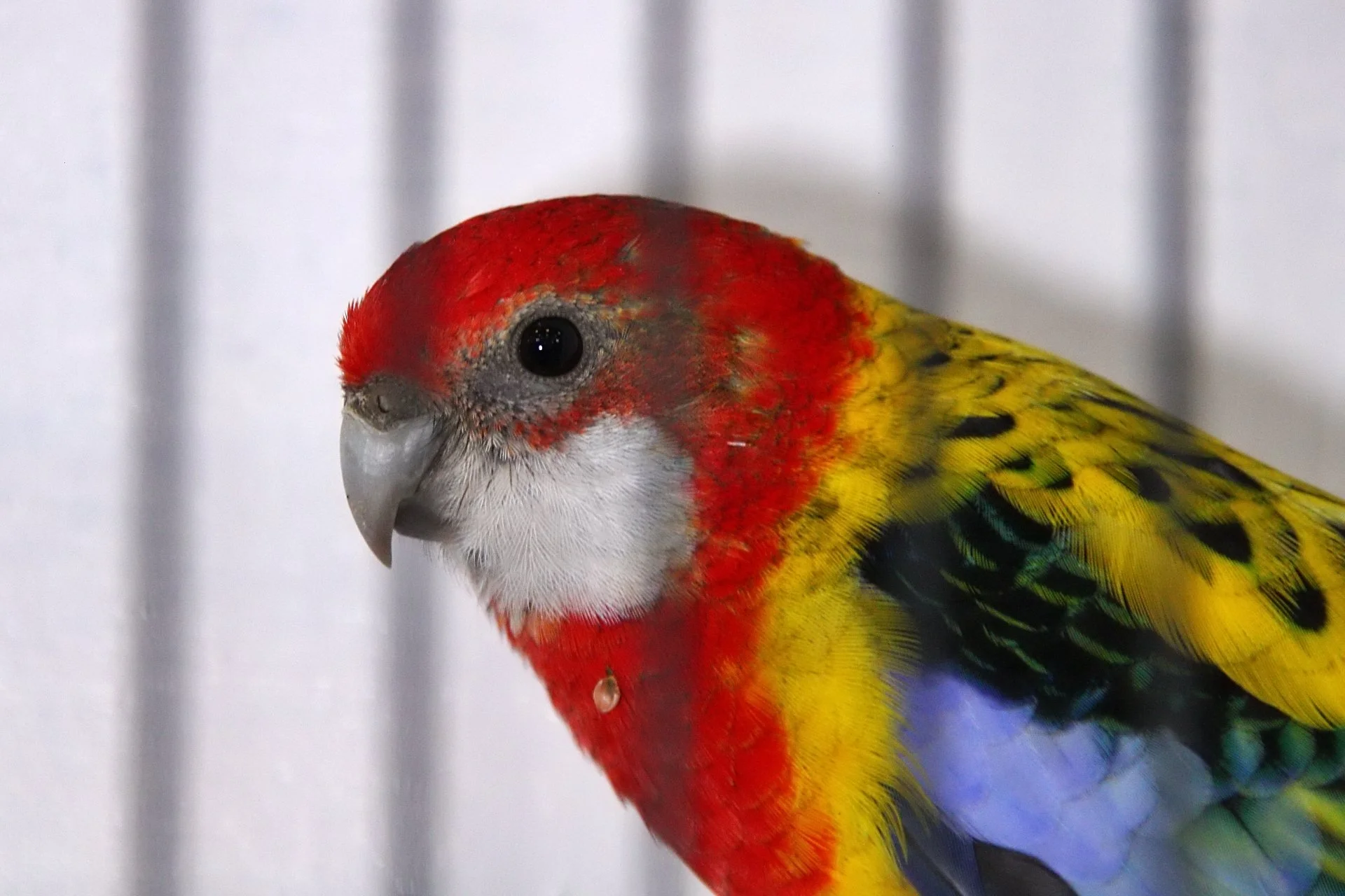 20241103 130823 MCBS Show 0473.JPG