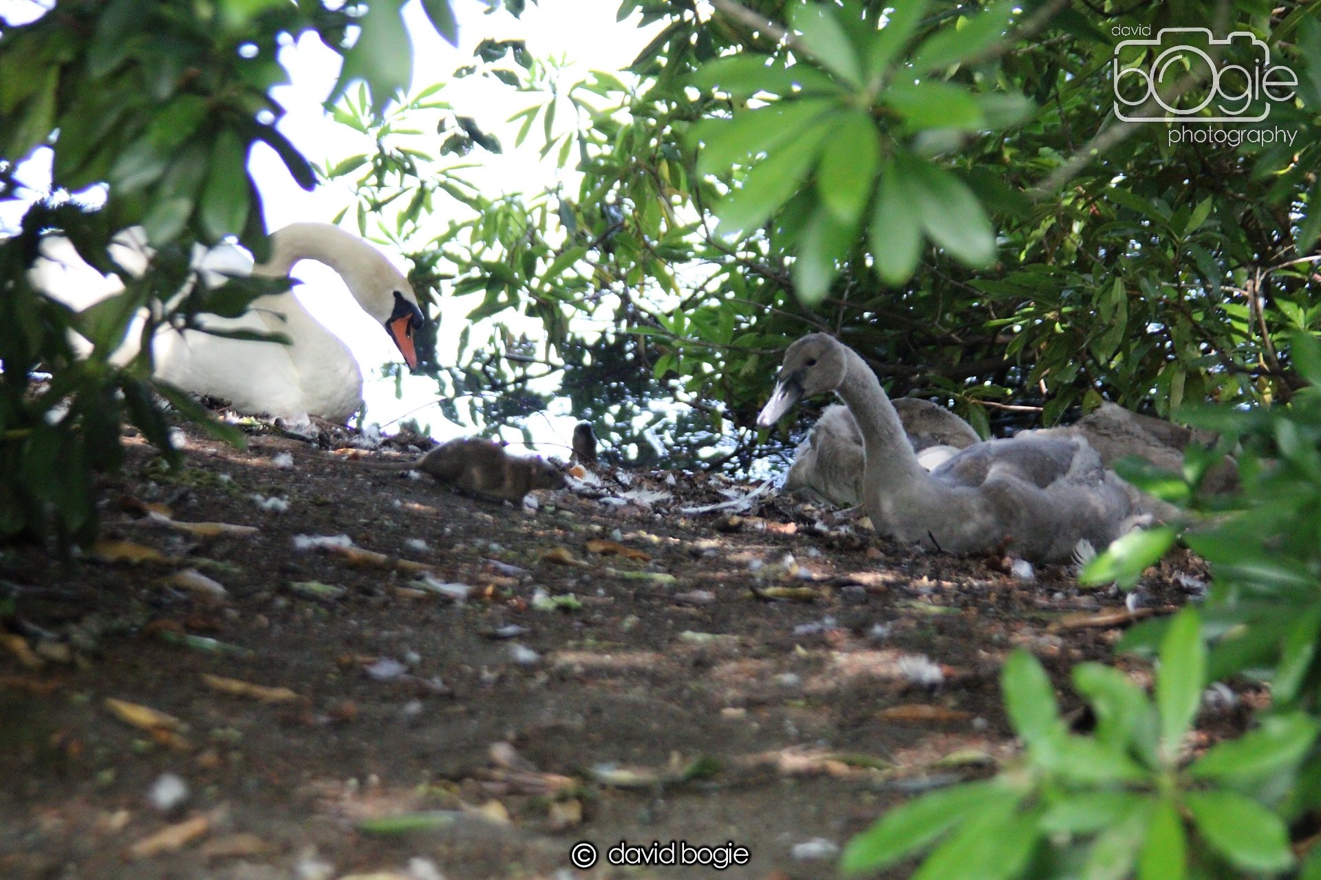 20210727 Beveridge Park32 .JPG