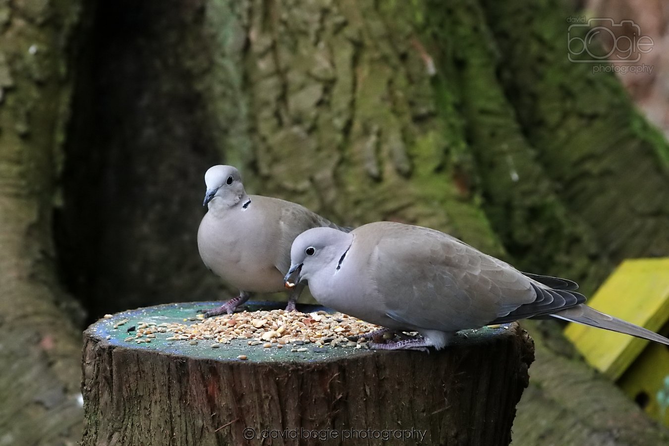 20260309 114107 Dunnikier 0281.jpg