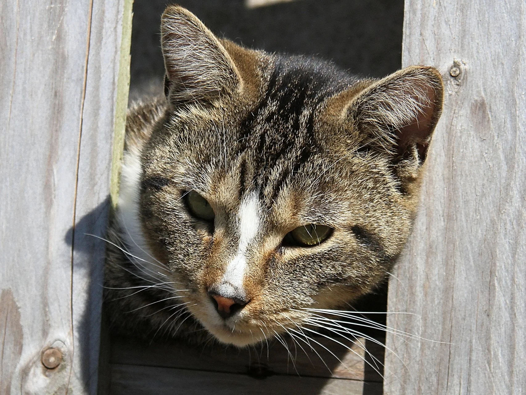 CATS 0418.jpg