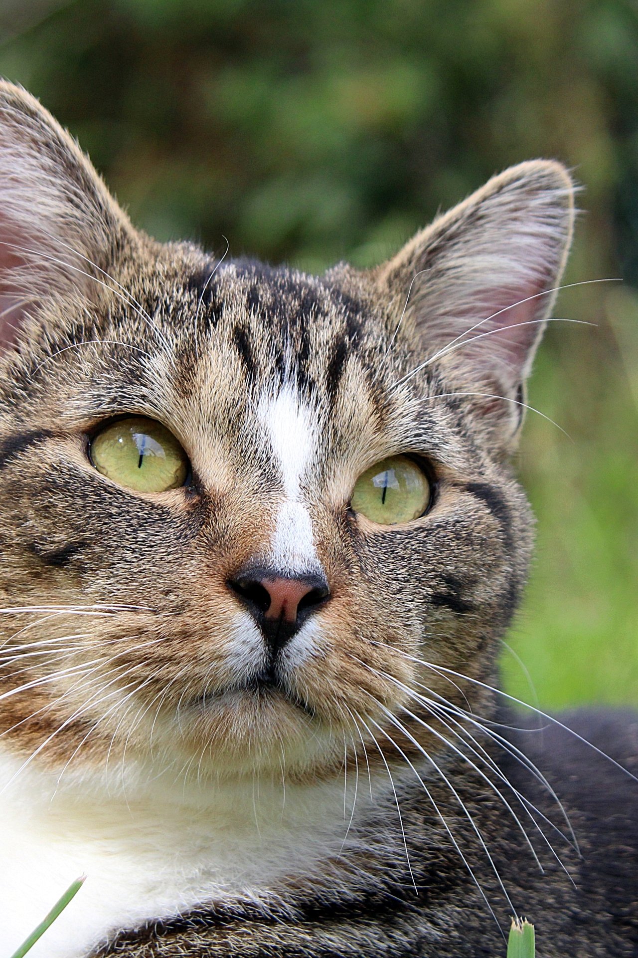 CATS 0287.jpg