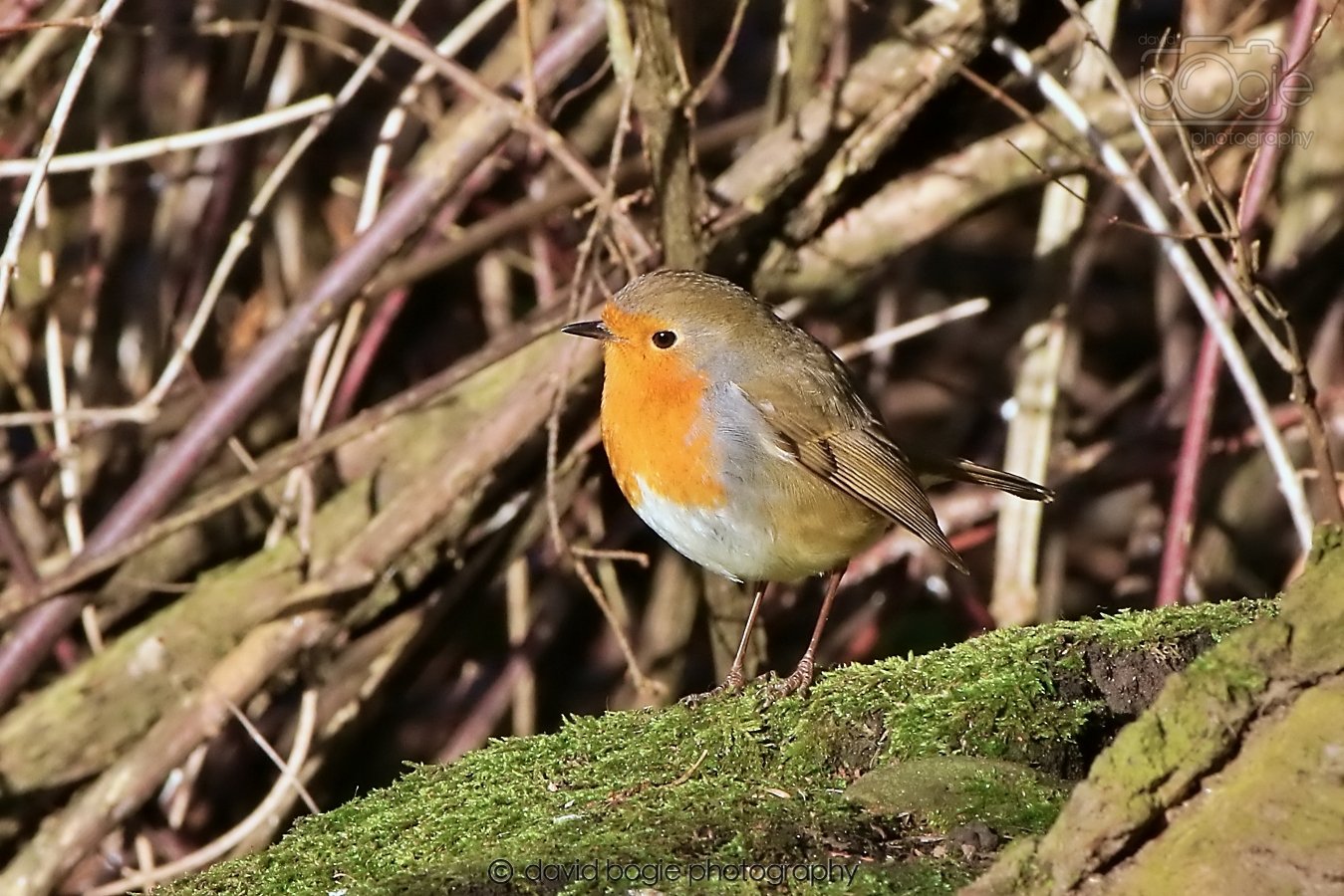 20260128 134438 Dunnikier 0265.jpg