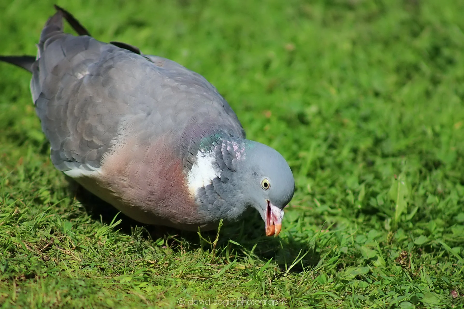 20190905 132144 Ravenscraig 0012.jpg