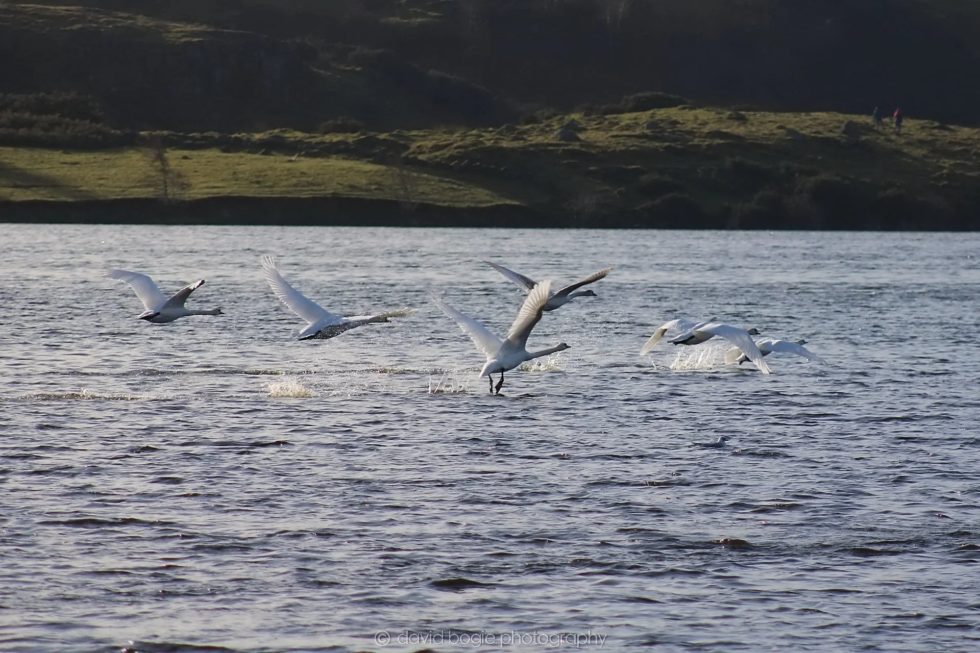 20210222 Lochore (16).jpg