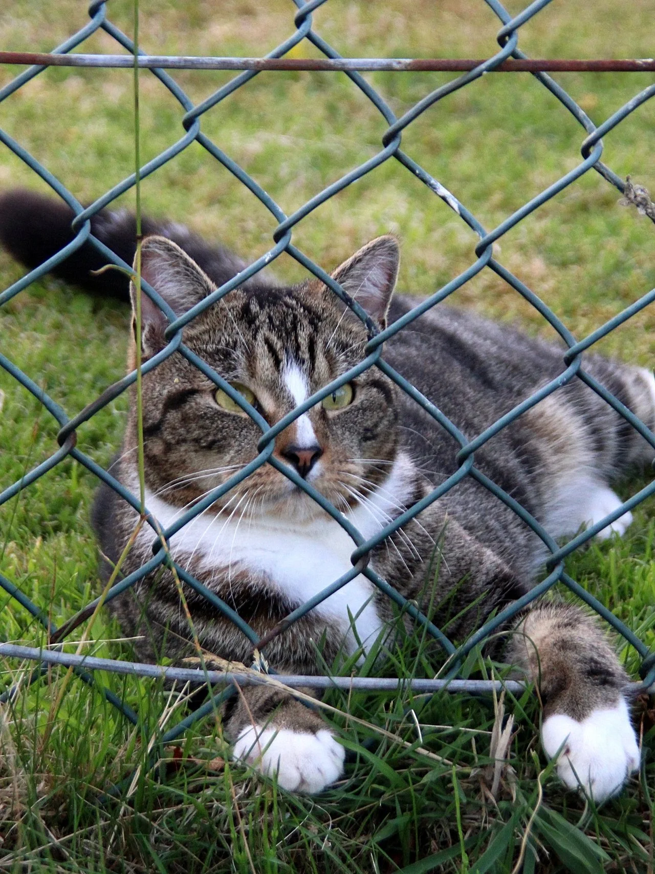 CATS 0163.jpg