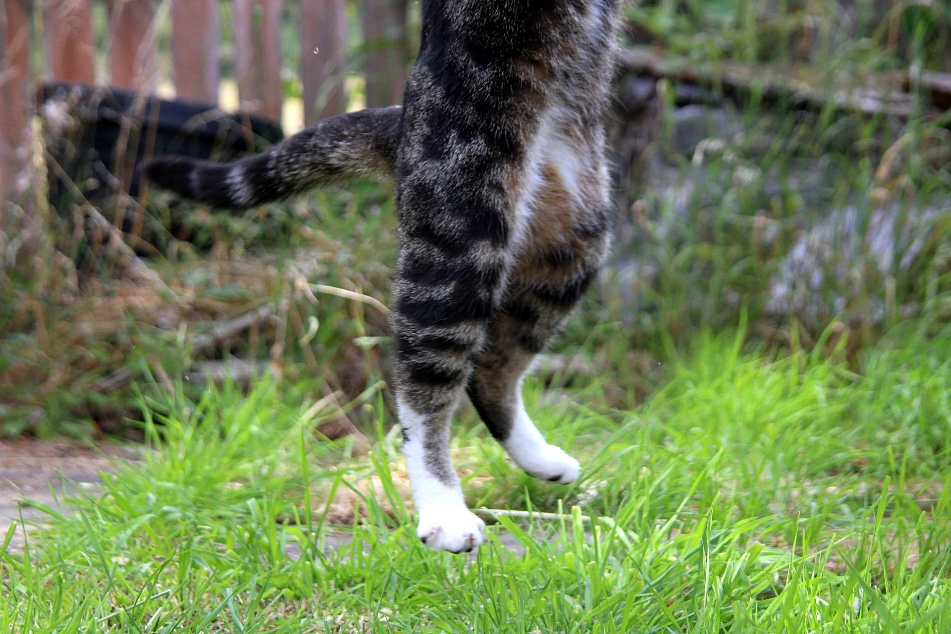 CATS 0259.jpg