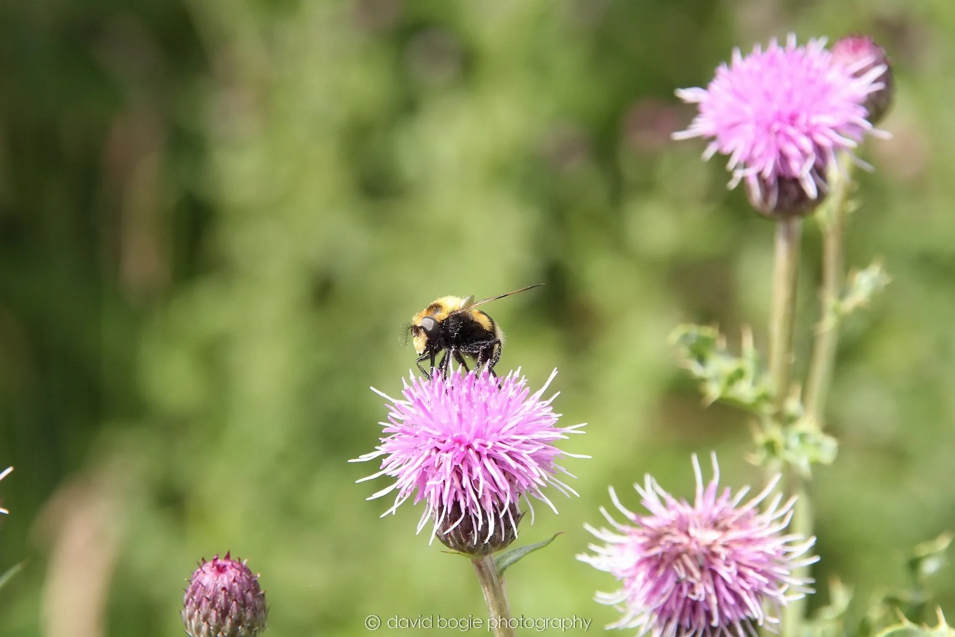 YEAR20240706 134013 Lochore Meadows 0018.jpg