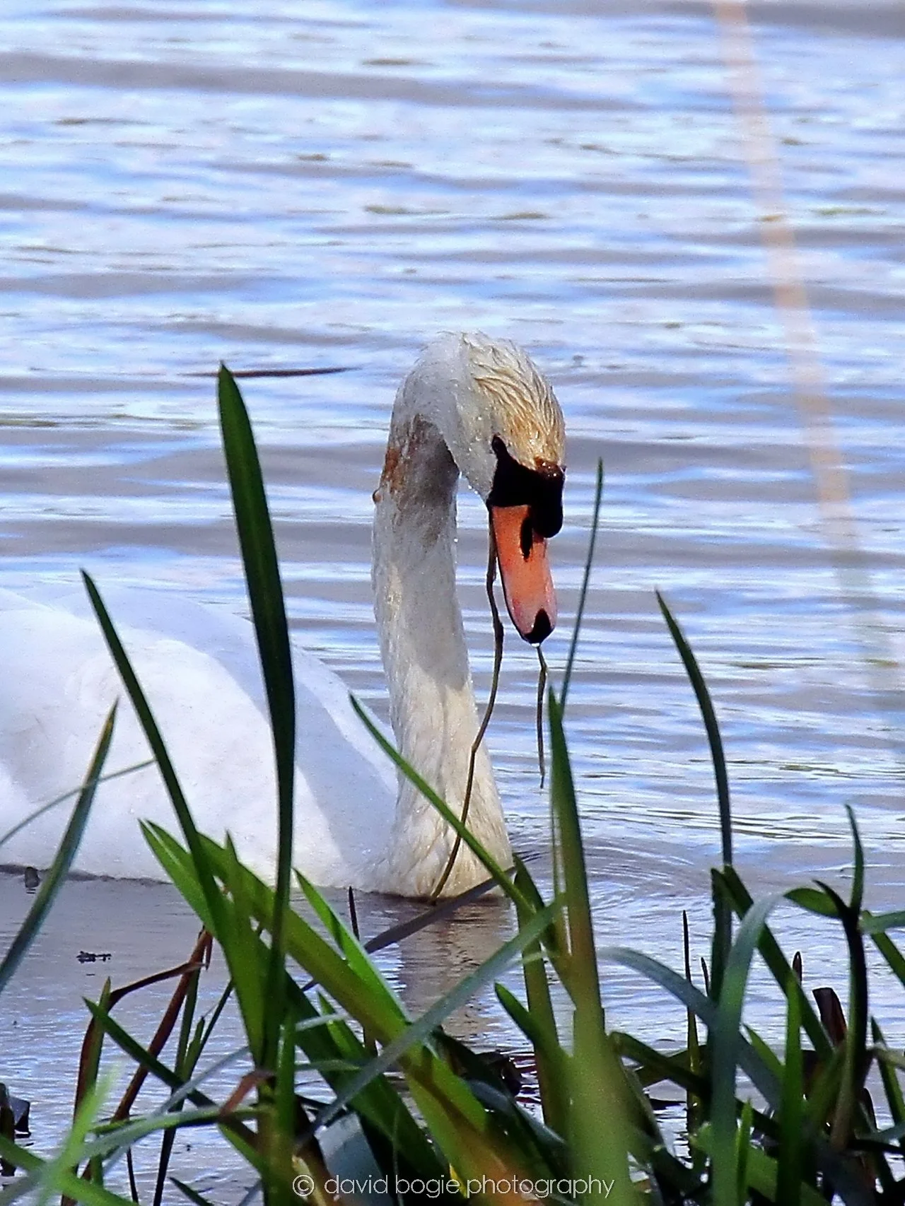 YEAR20231023 Lochore Meadows 123533 0414.jpg
