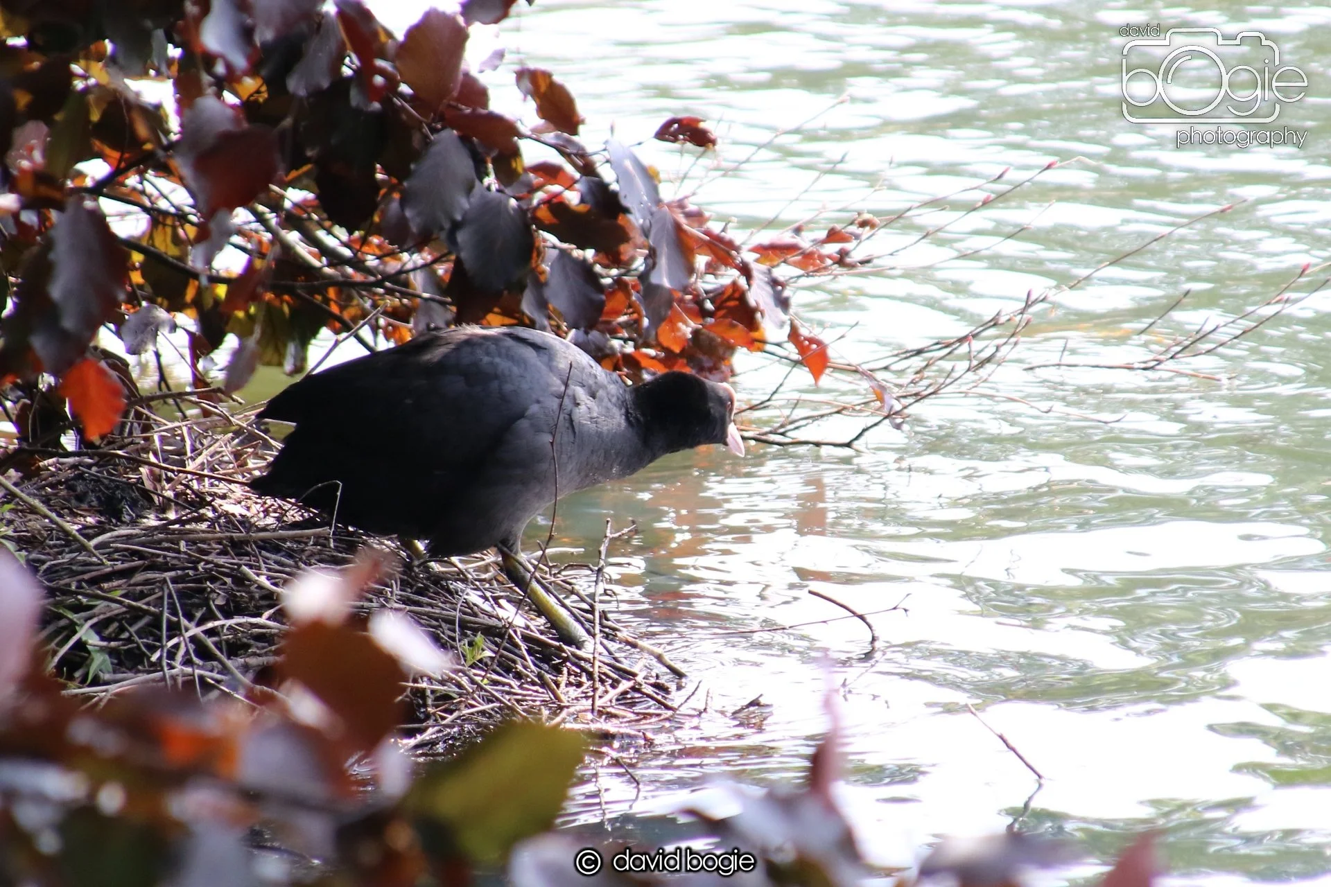 20250613 120658 Beveridge 0063.JPG