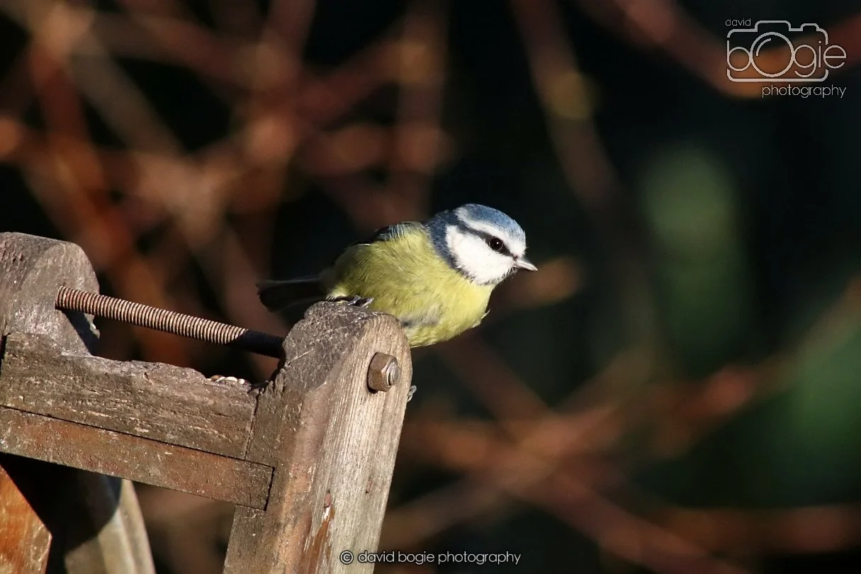 20251231 134346 Silverburn 0213.JPG