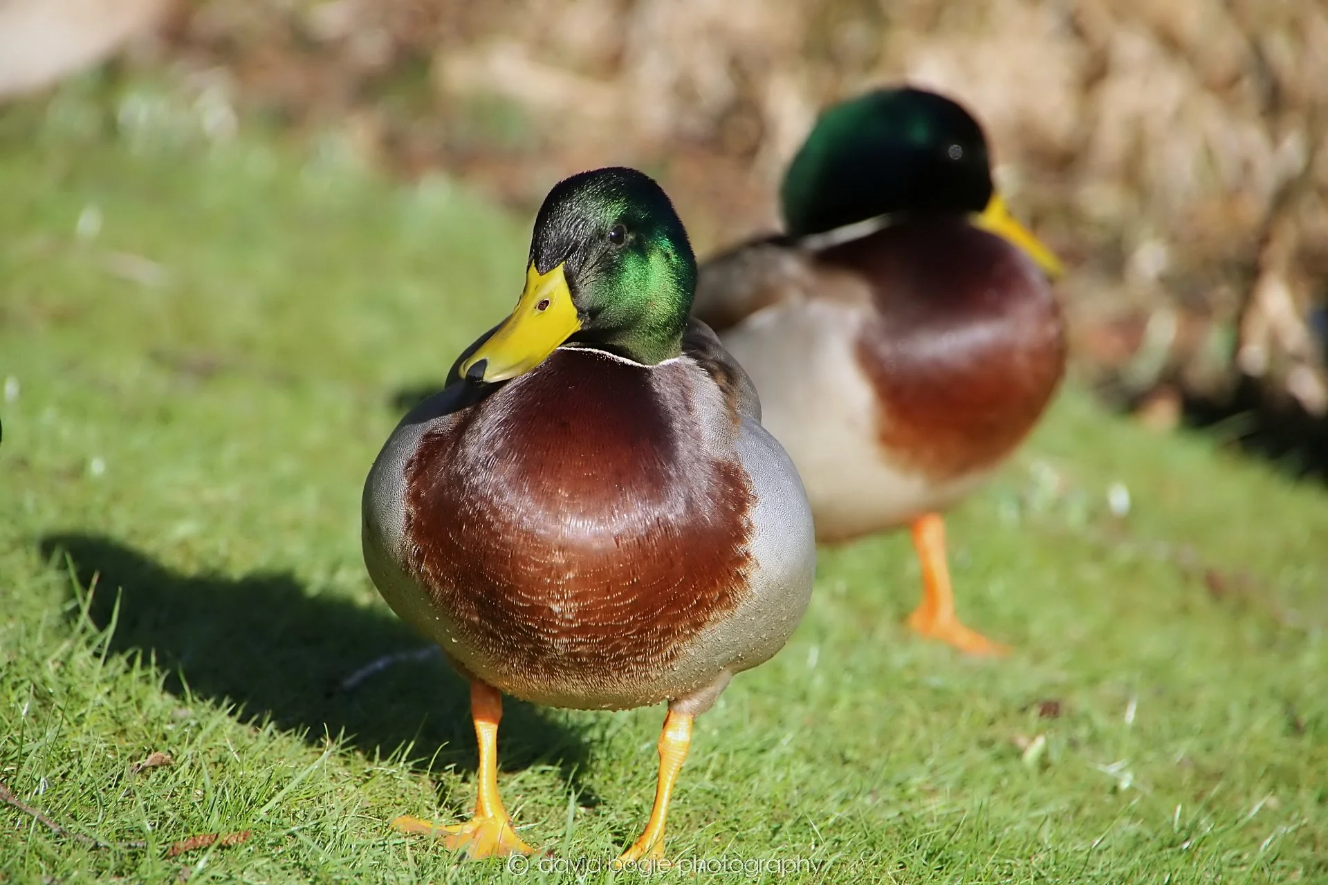YEAR20240207 Lochore Meadows 0311.jpg