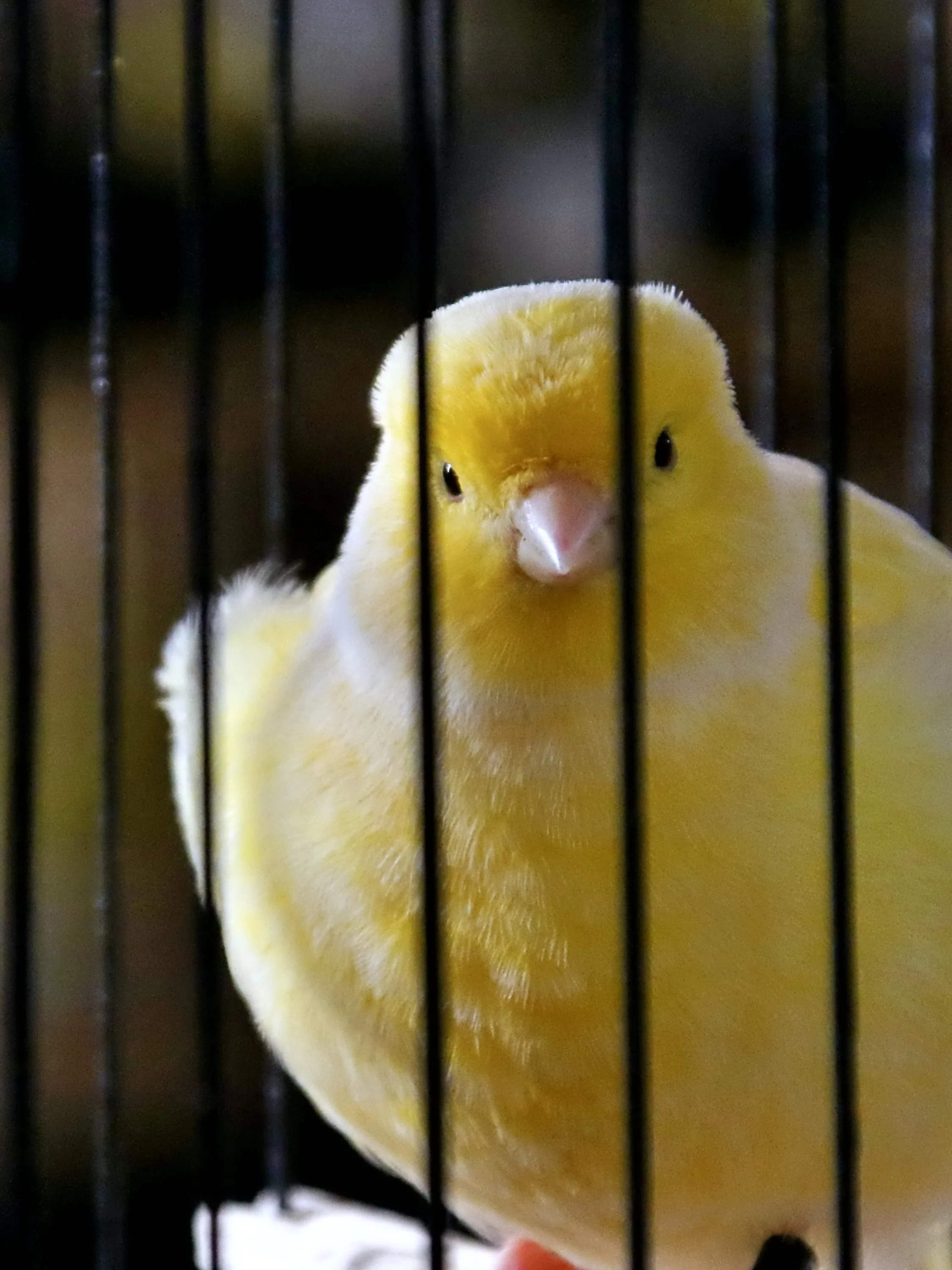 20251102 130427 Markinch CBS  0687.JPG