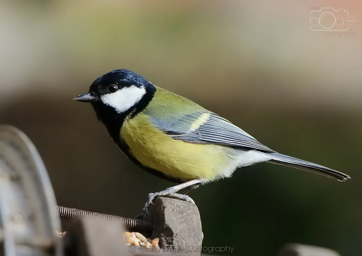 20260314 142640 Silverburn 0238.jpg