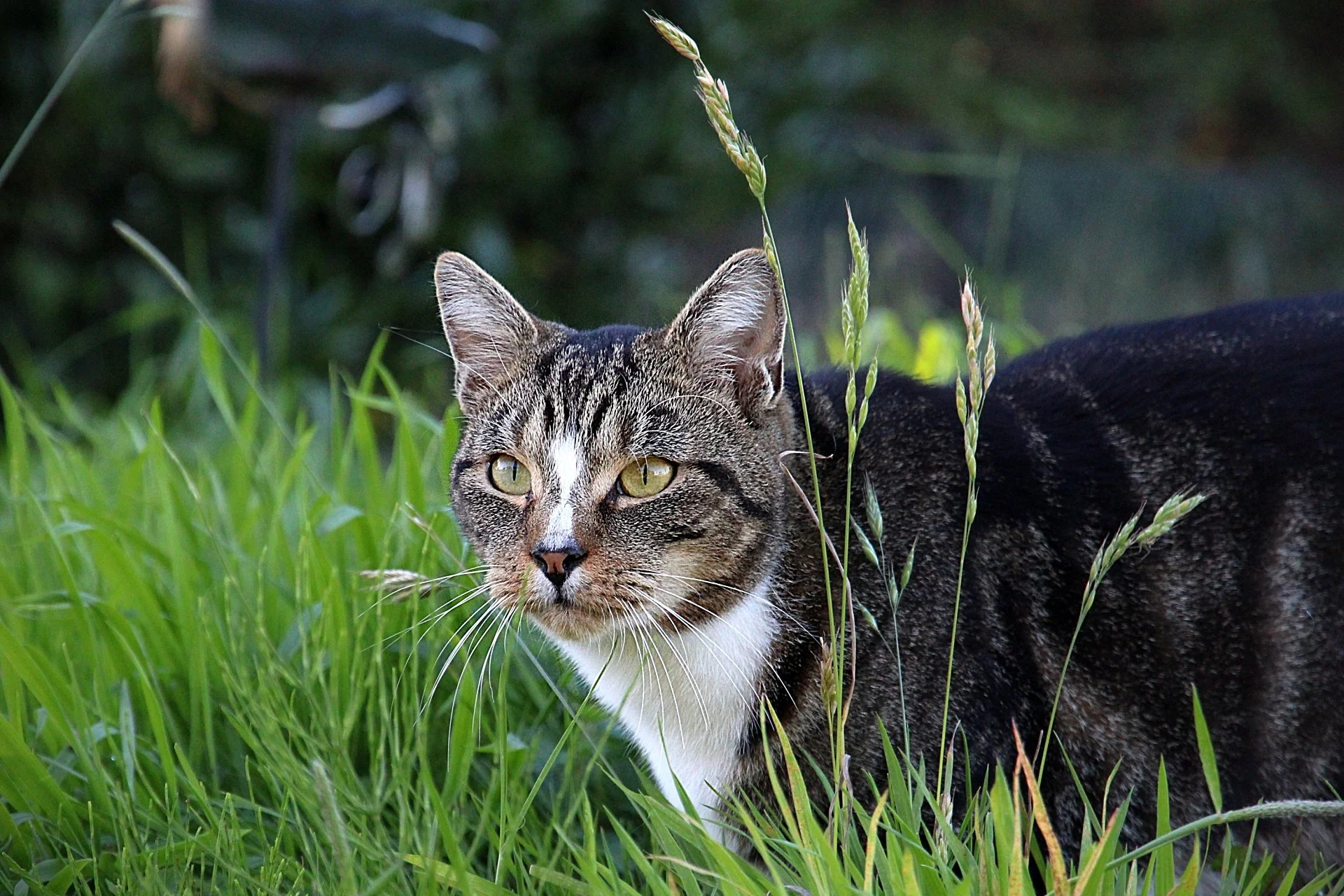 CATS 0216.jpg