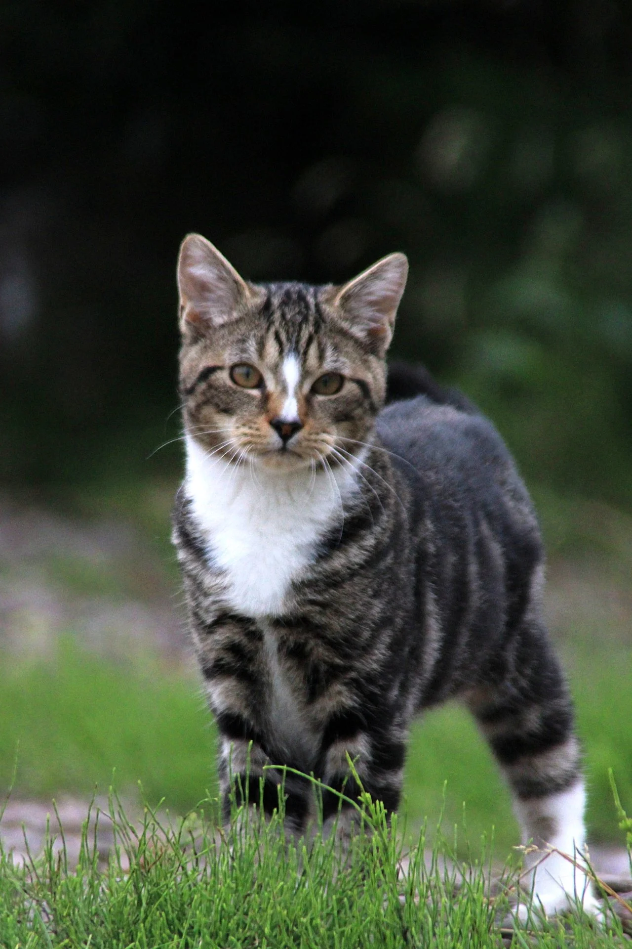 CATS 0096.jpg