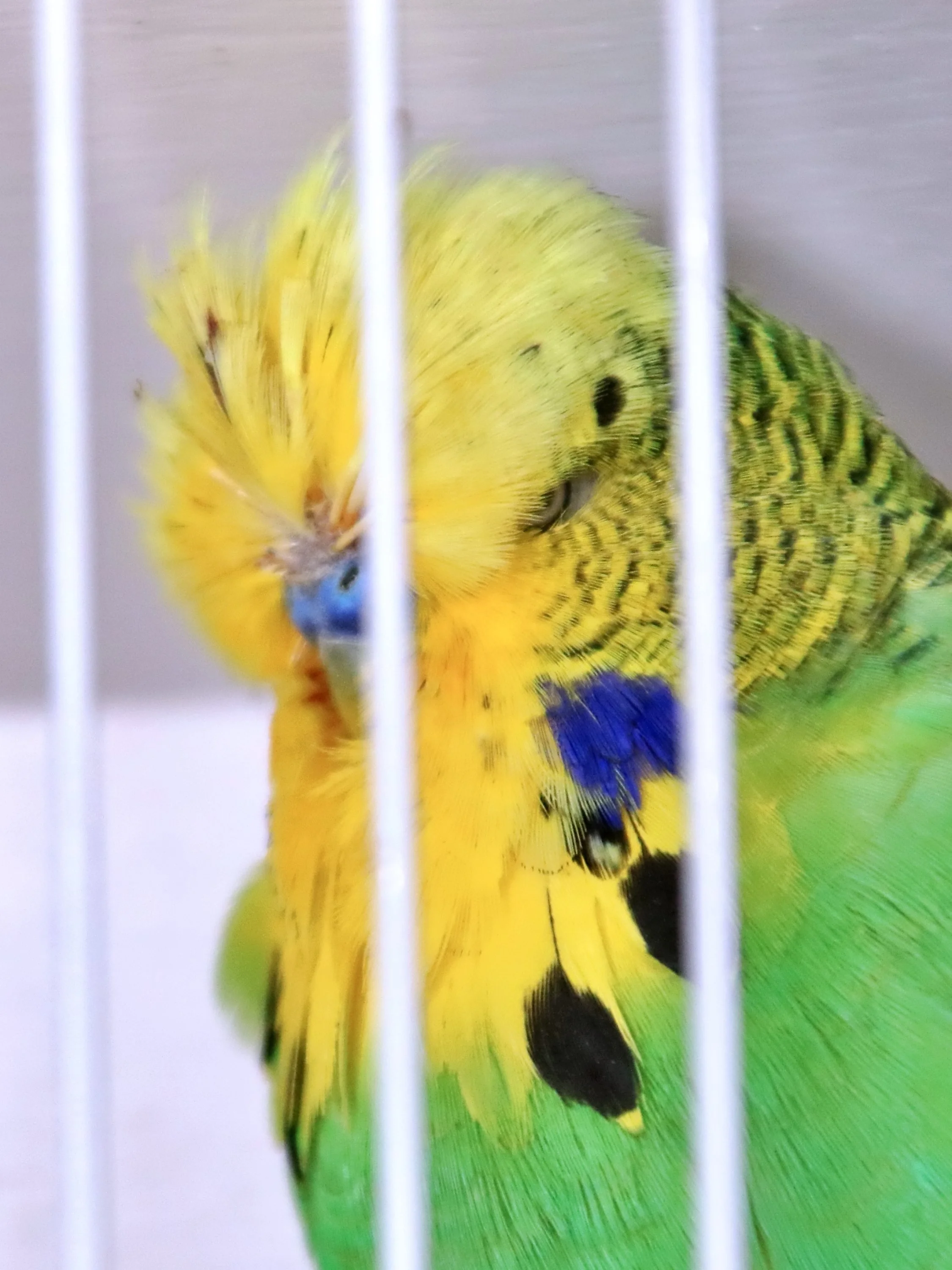 20251102 124229 Markinch CBS  0486.JPG