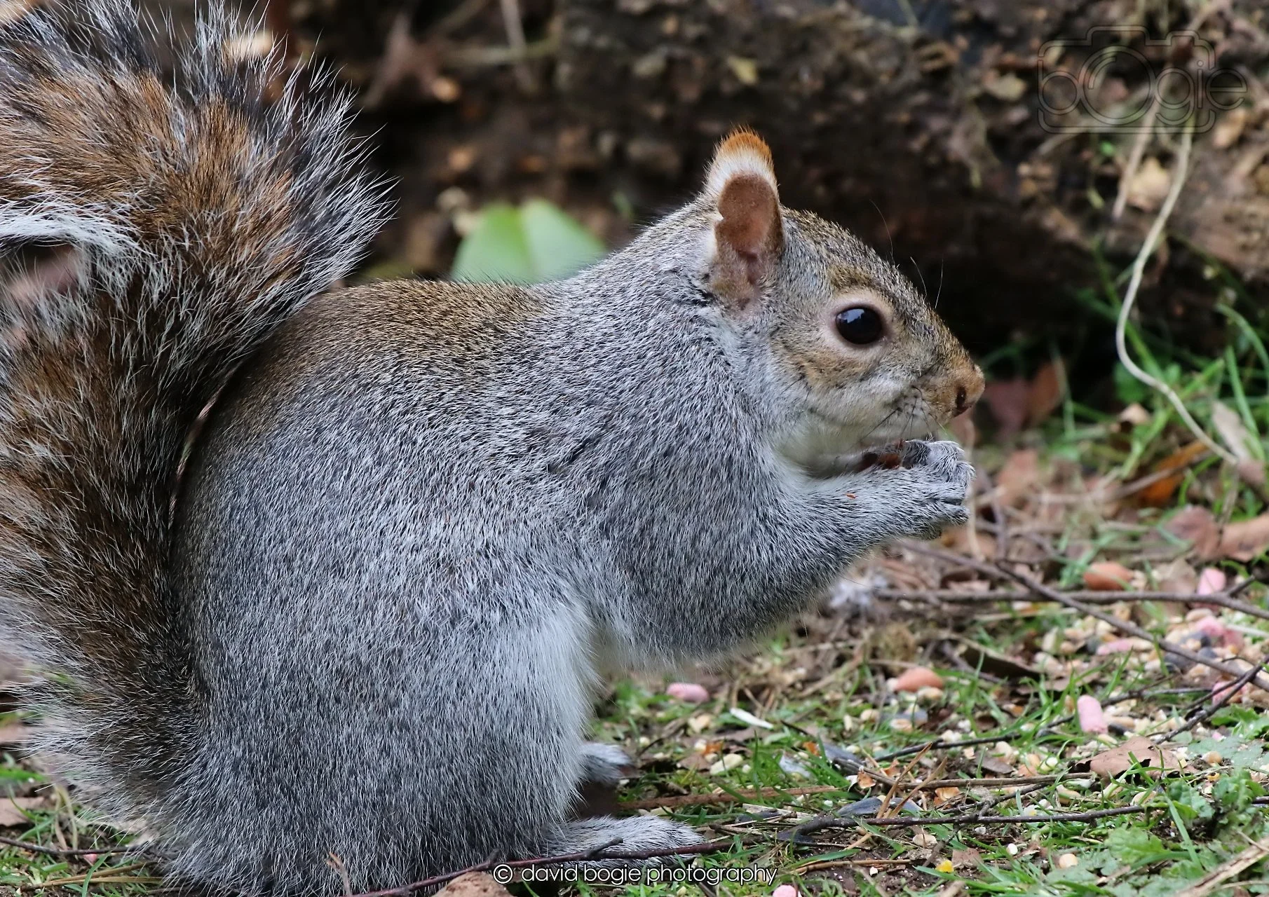 20260326 114307 Silverburn 0257.jpg