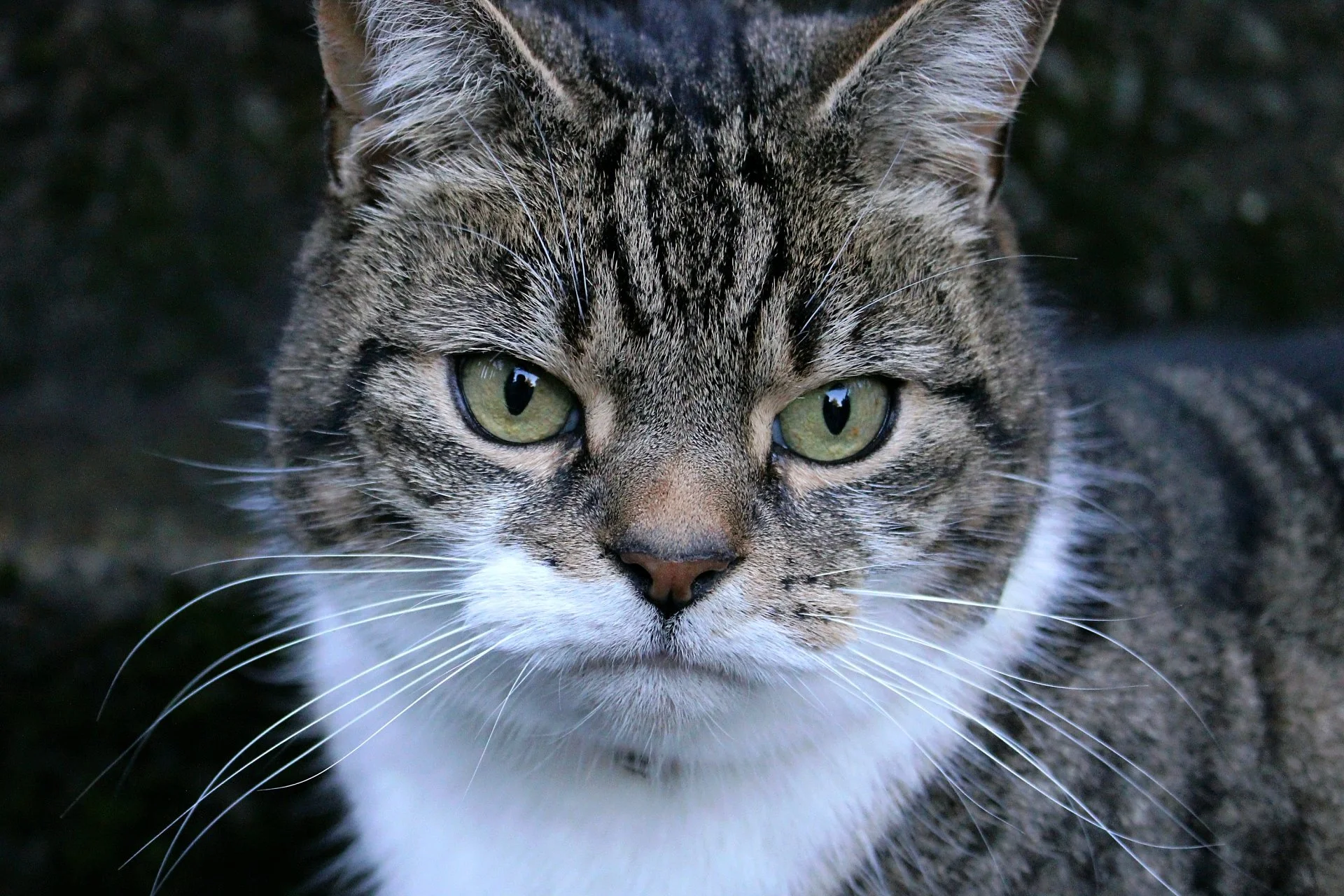 CATS 0023.jpg