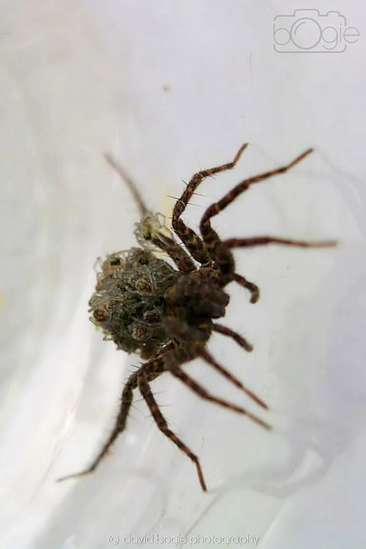 20190621 Cardenden 0002.jpg