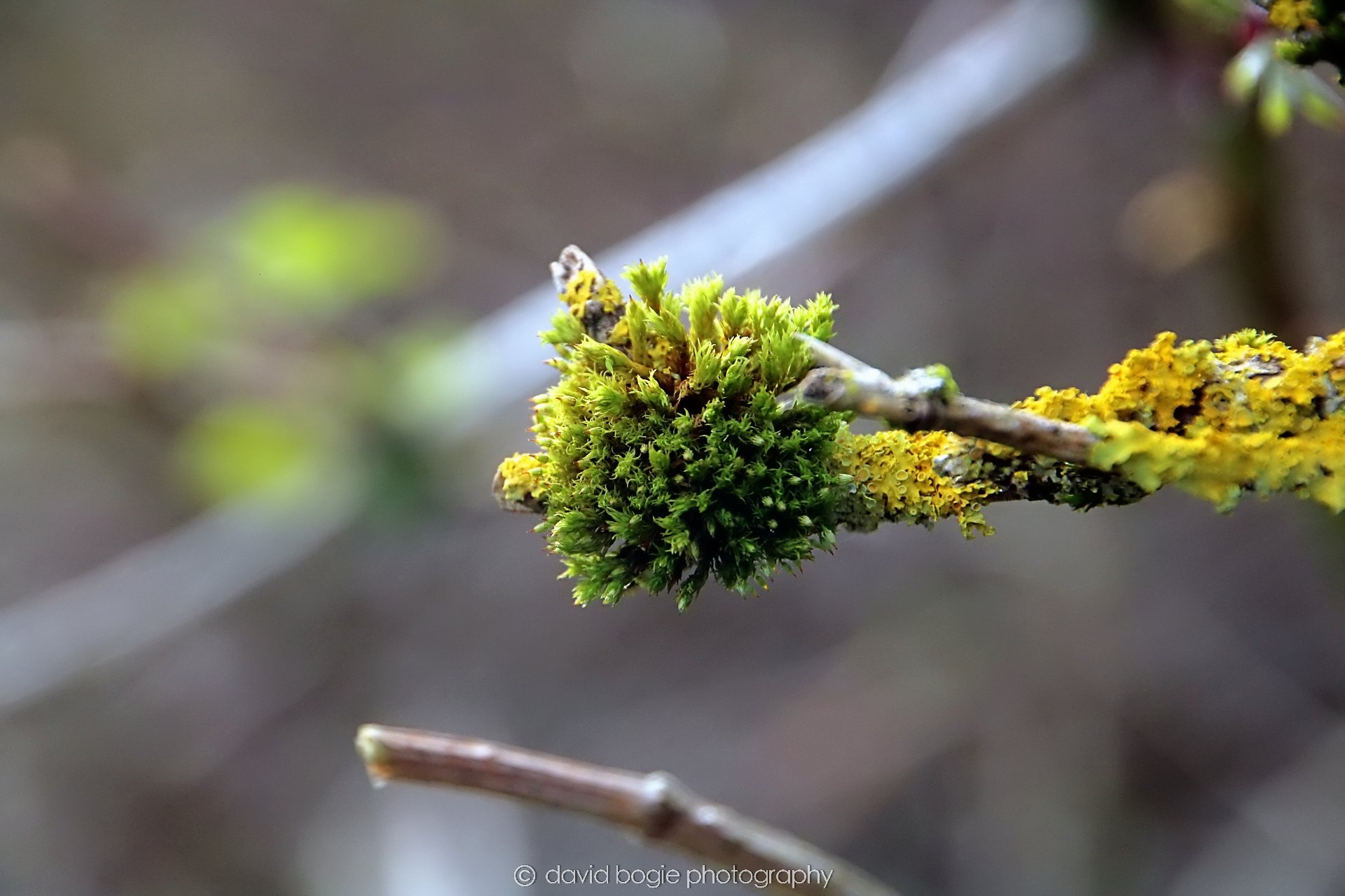 YEAR20240316 142620 Lochore Meadows 0008.jpg