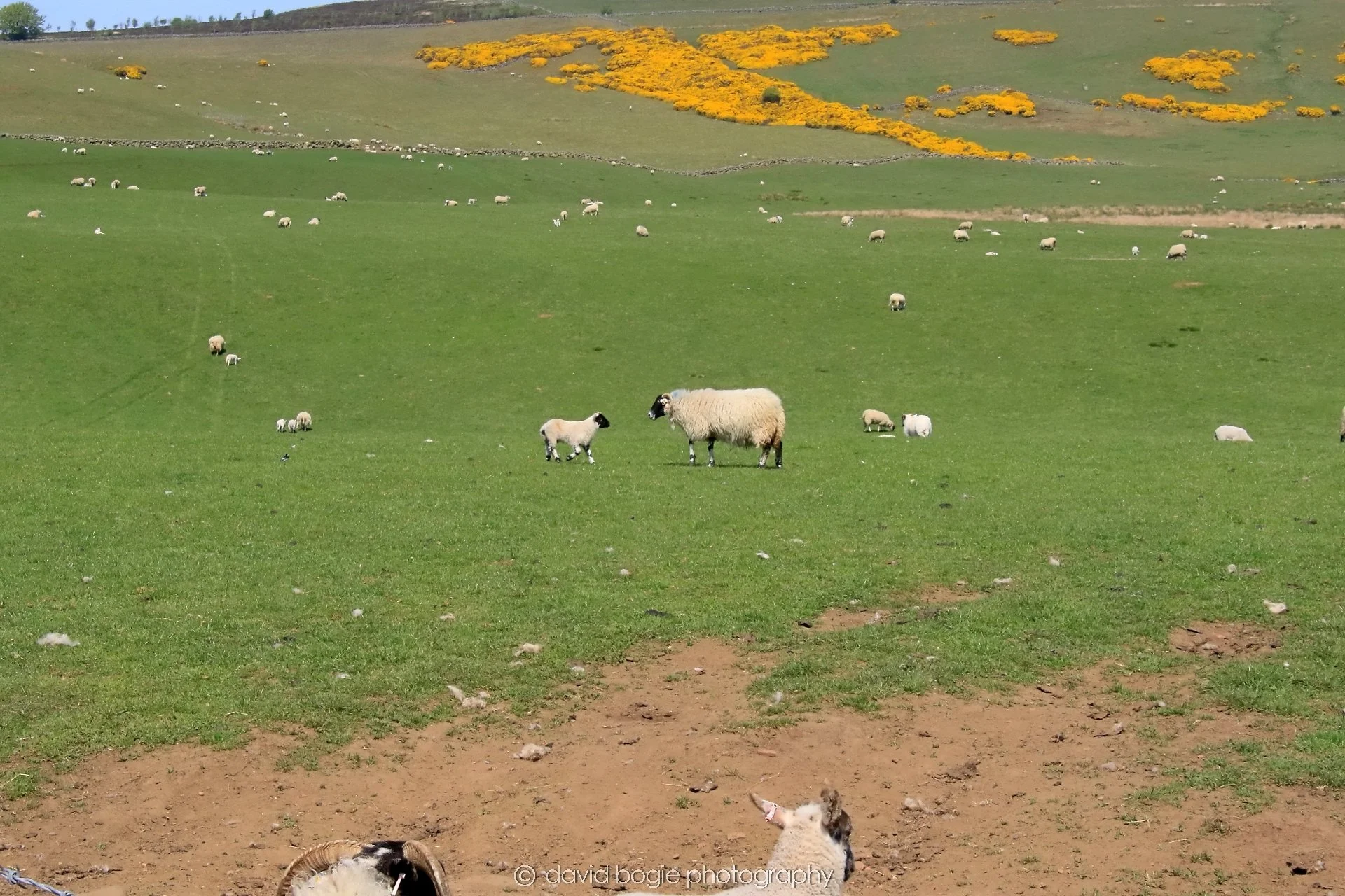 YEAR20250513 134126 Falkland 0091.jpg