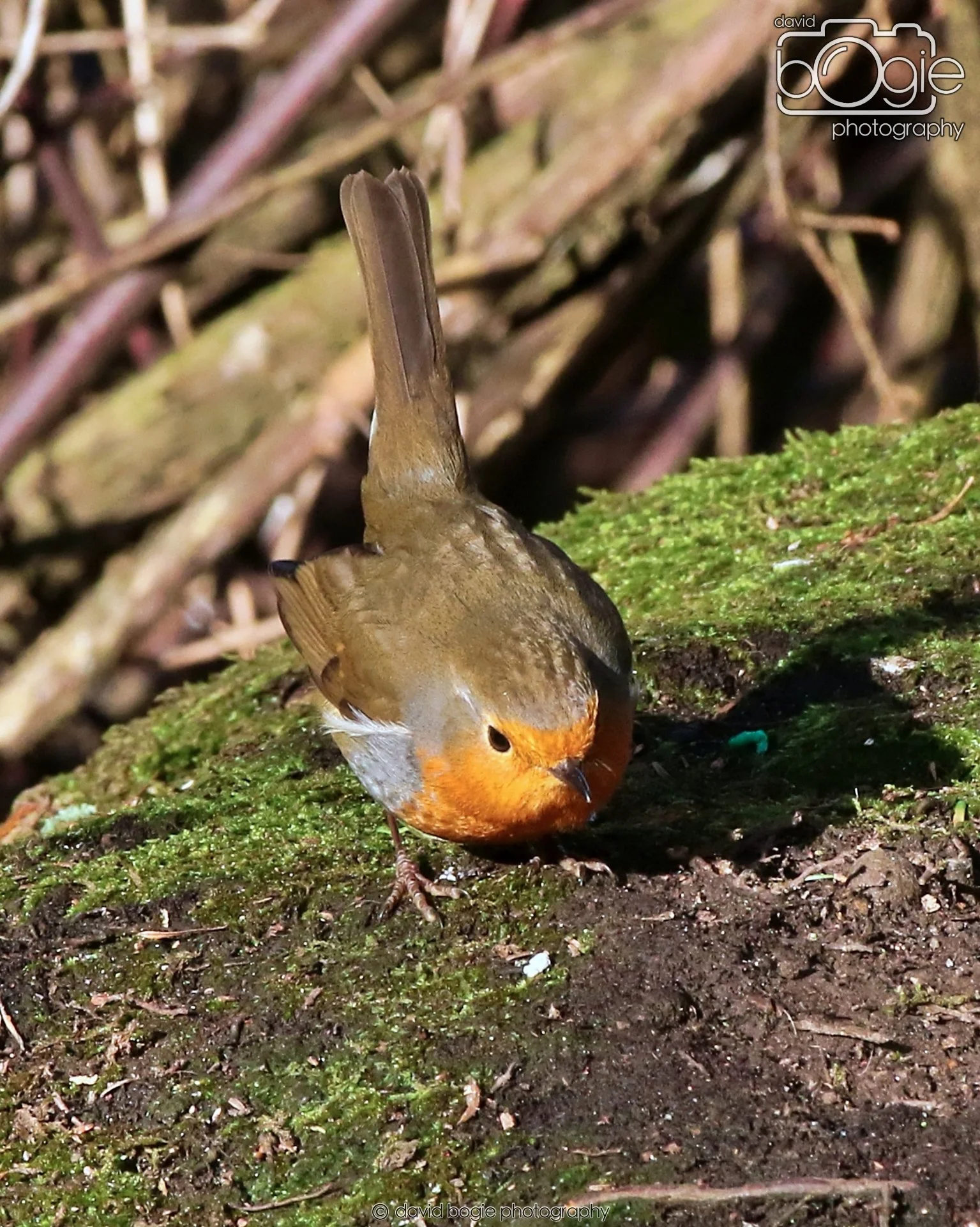 20260128 134444 Dunnikier 0272.JPG