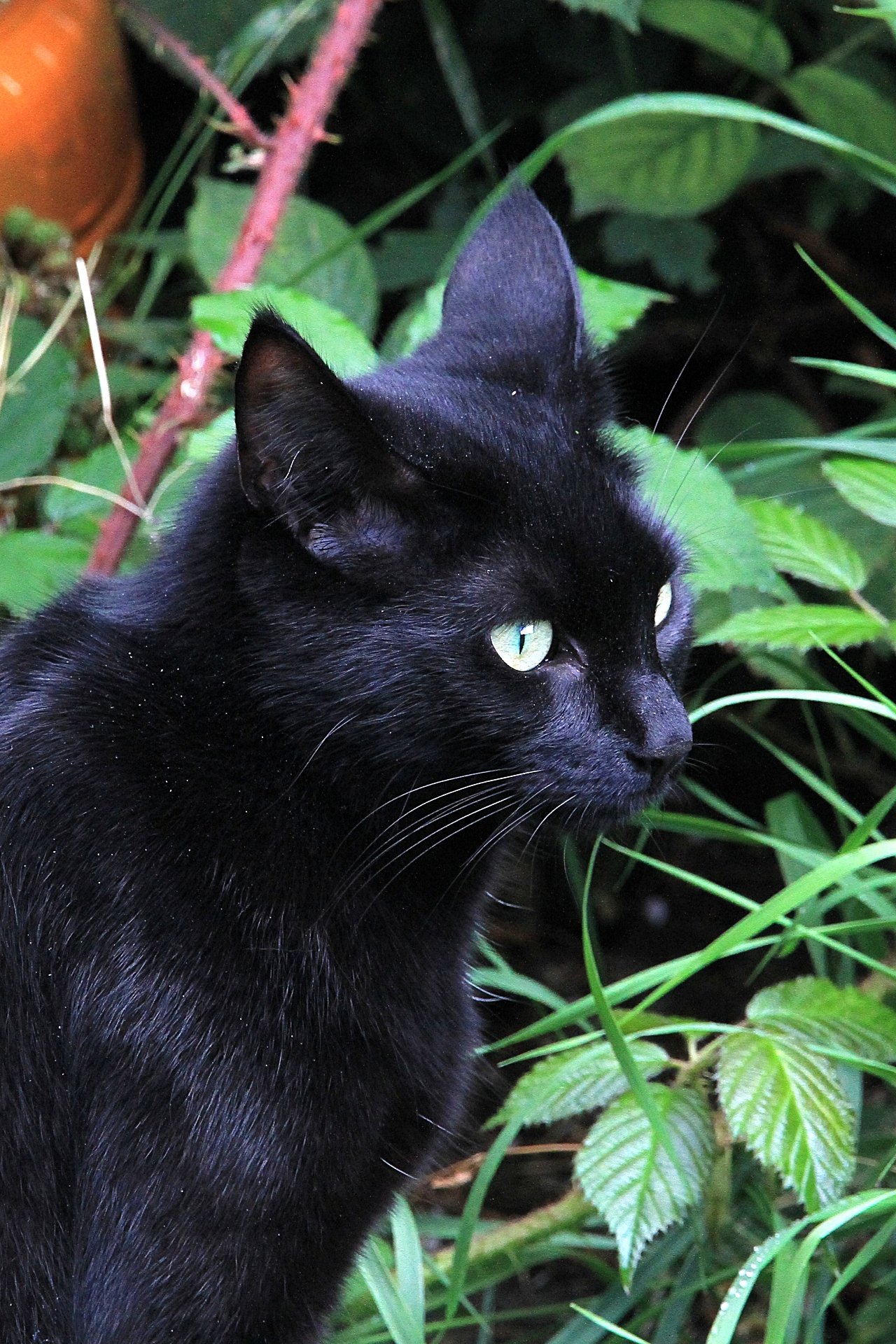 CATS 0434.jpg