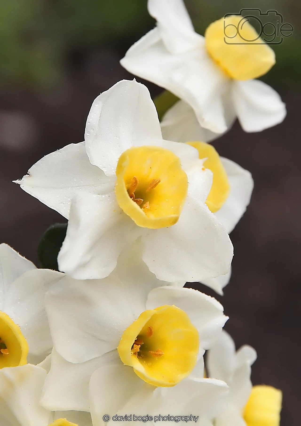 20260401 121109 Culross 0078.jpg