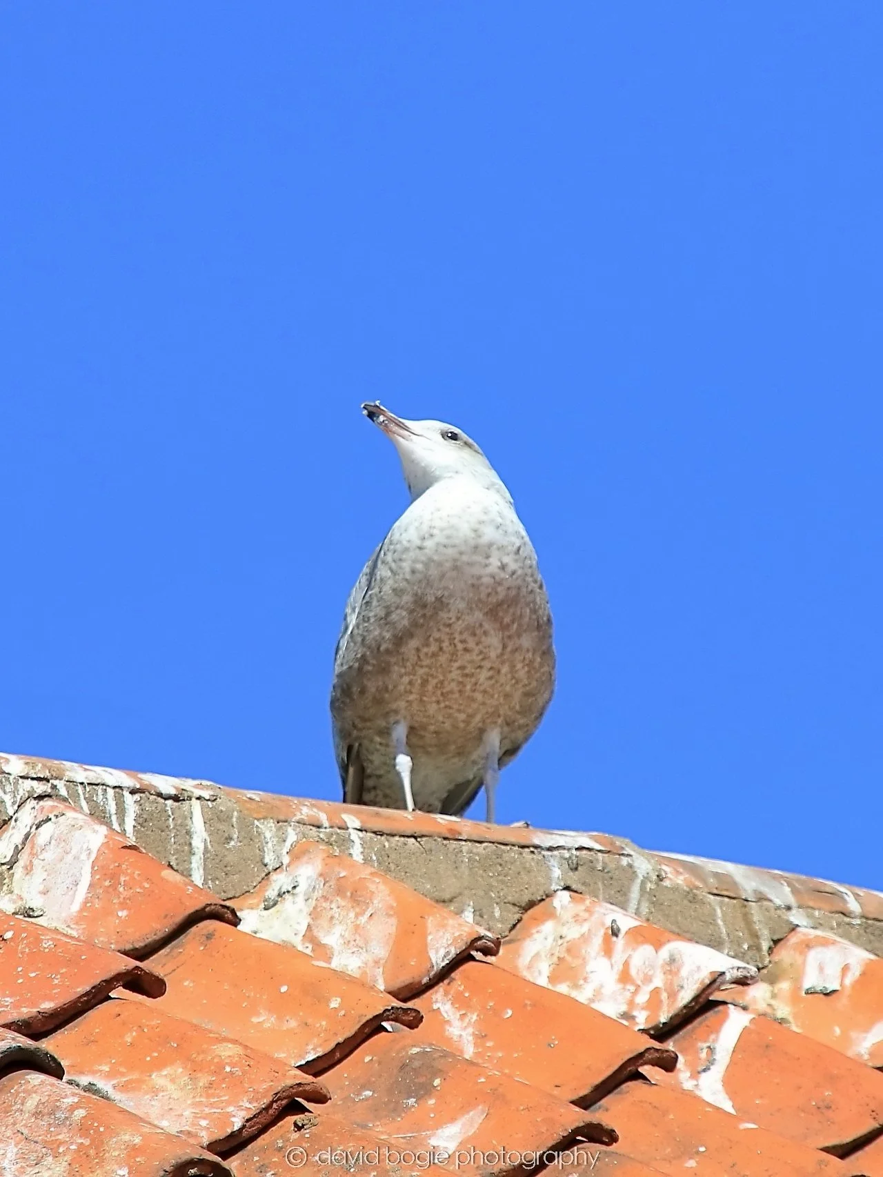 YEAR20250509 124311 Crail 0302.jpg