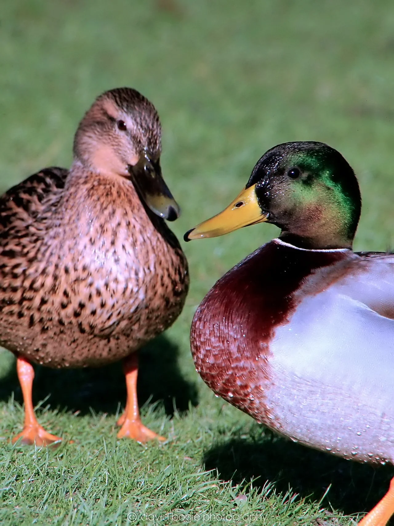 YEAR20240207 Lochore Meadows 0266.jpg
