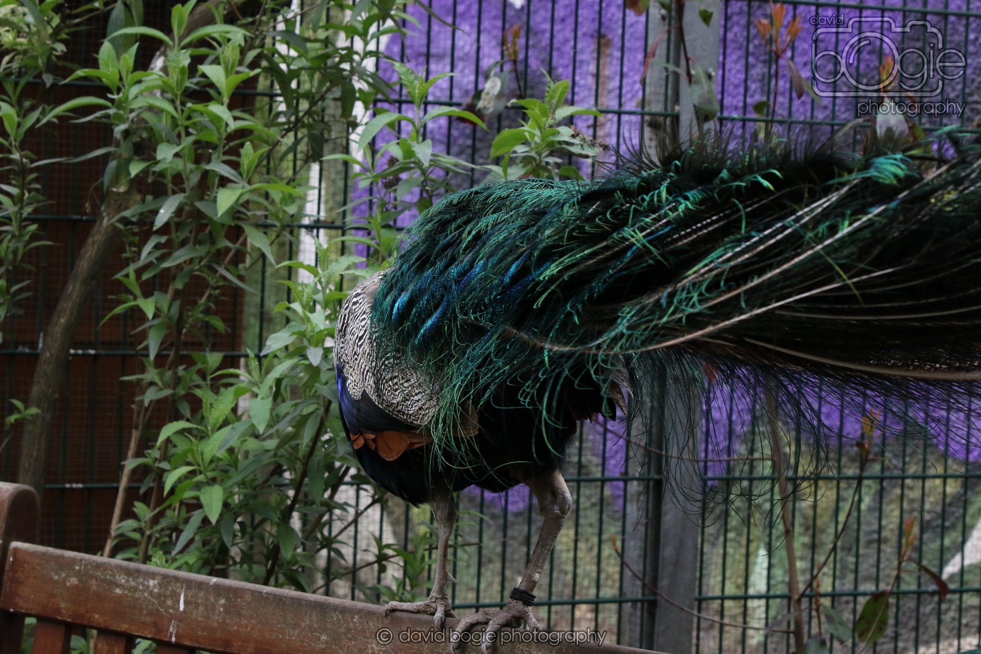 20260324 122548 Pittencrieff Park 0164.jpg