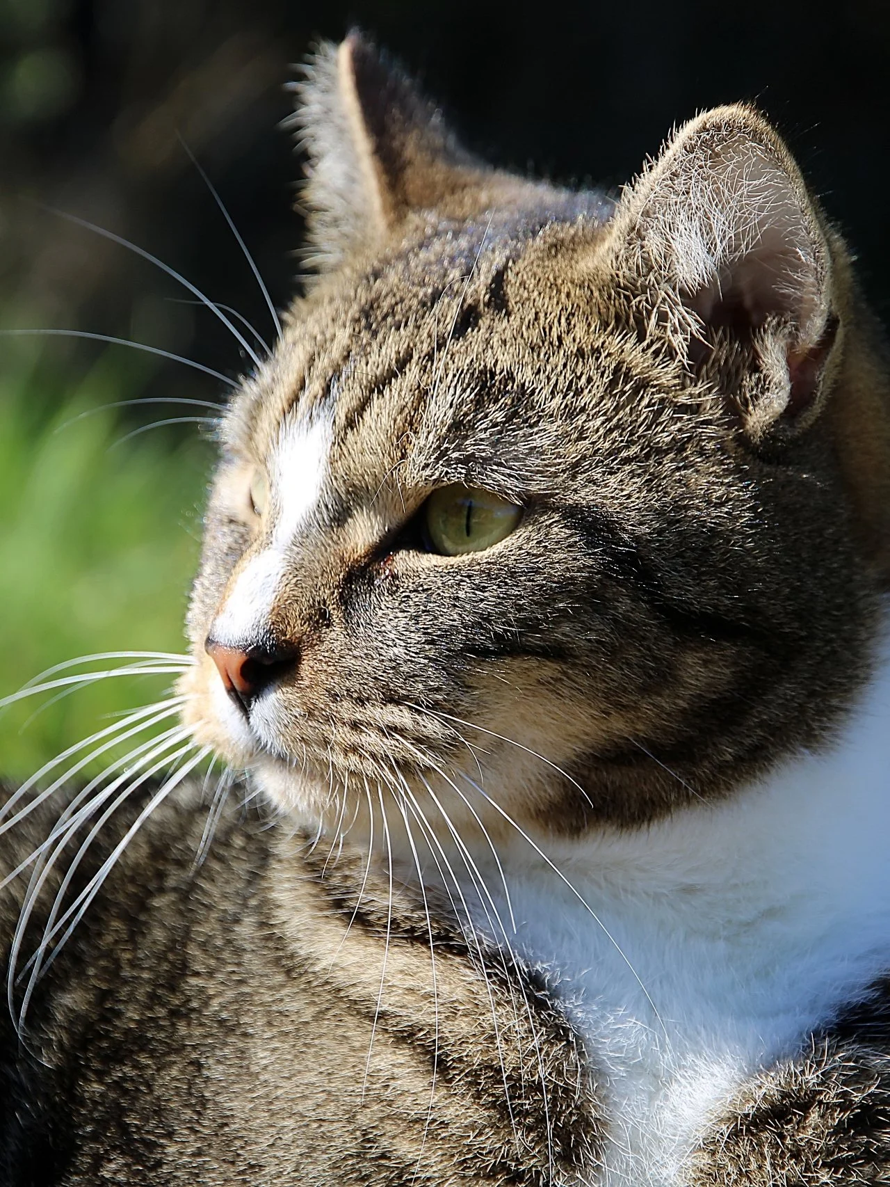 CATS 0328.jpg