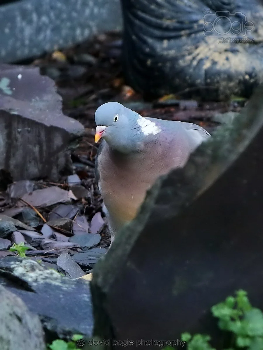 20260113 131818 Kirkcaldy 0089.jpg