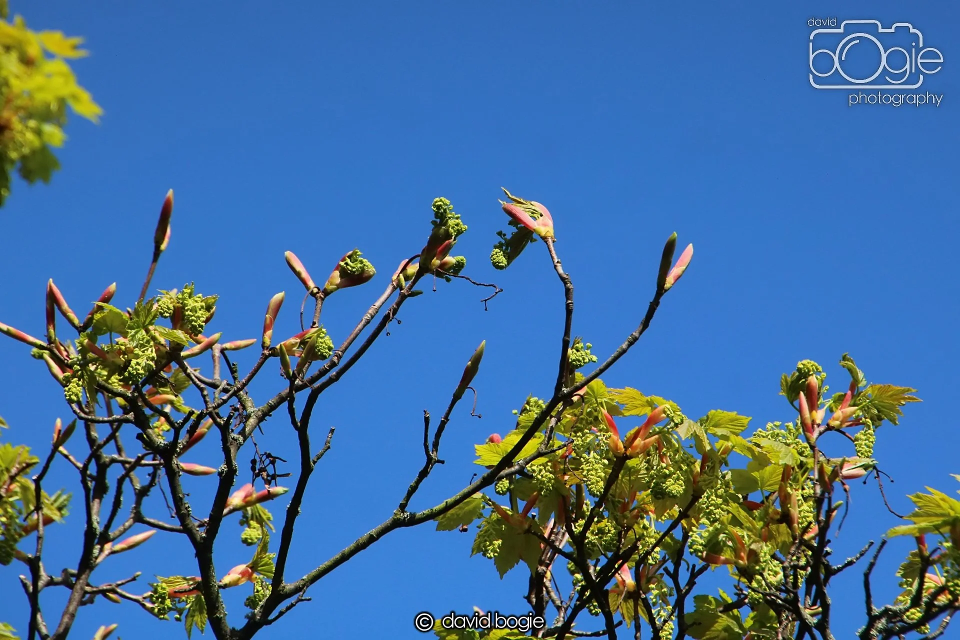 20240423 103205 Beveridge 0002.JPG