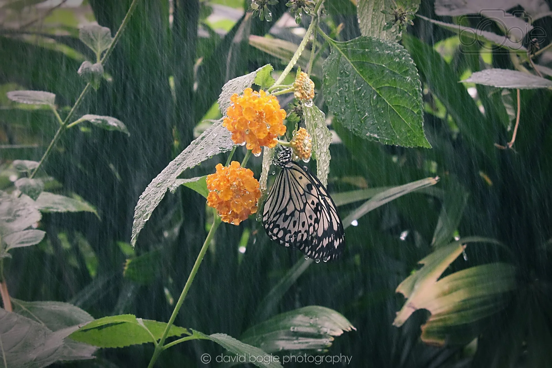 20191019 132340 Butterfly World 0046.jpg