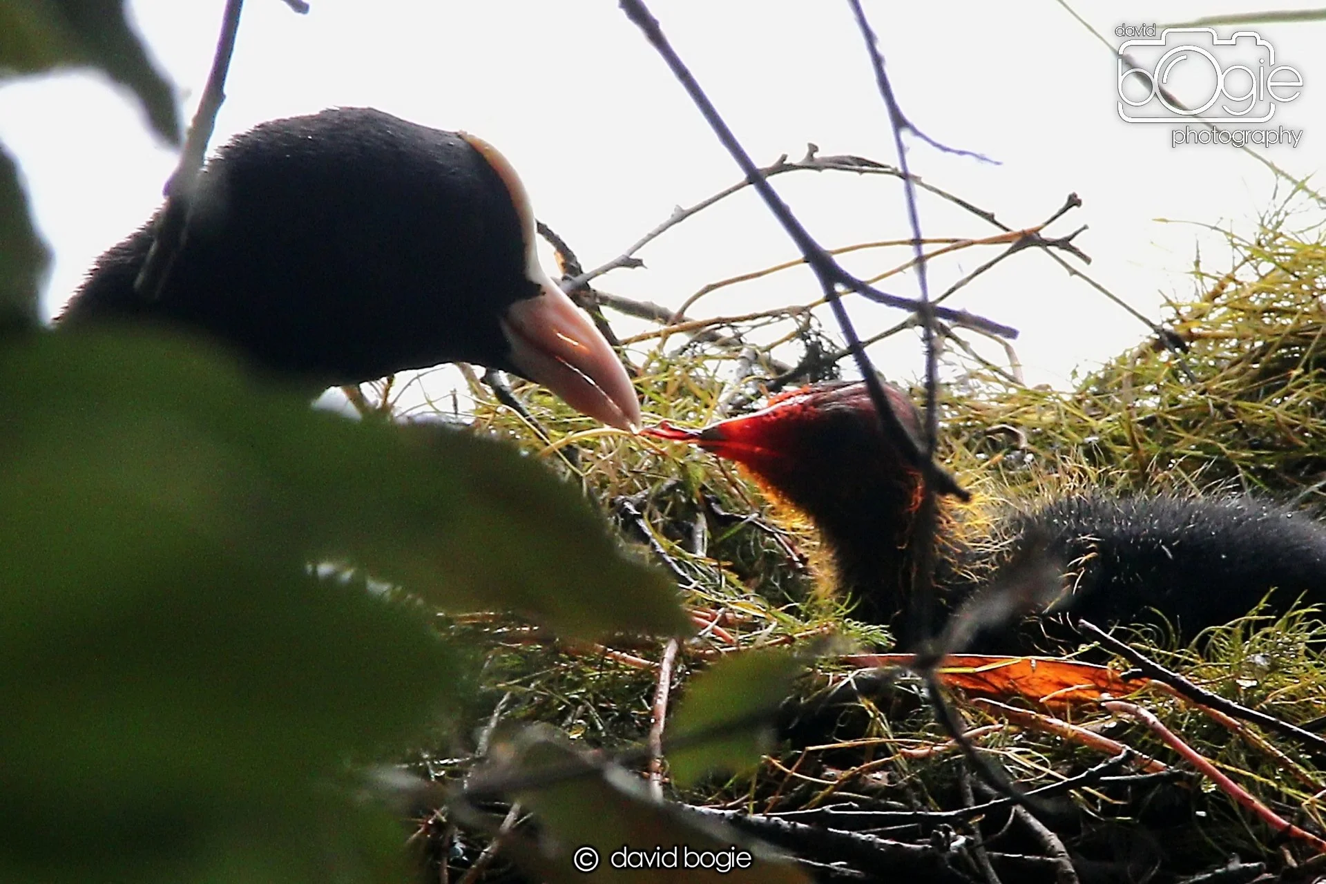 20240722 141803 Beveridge 0098.JPG