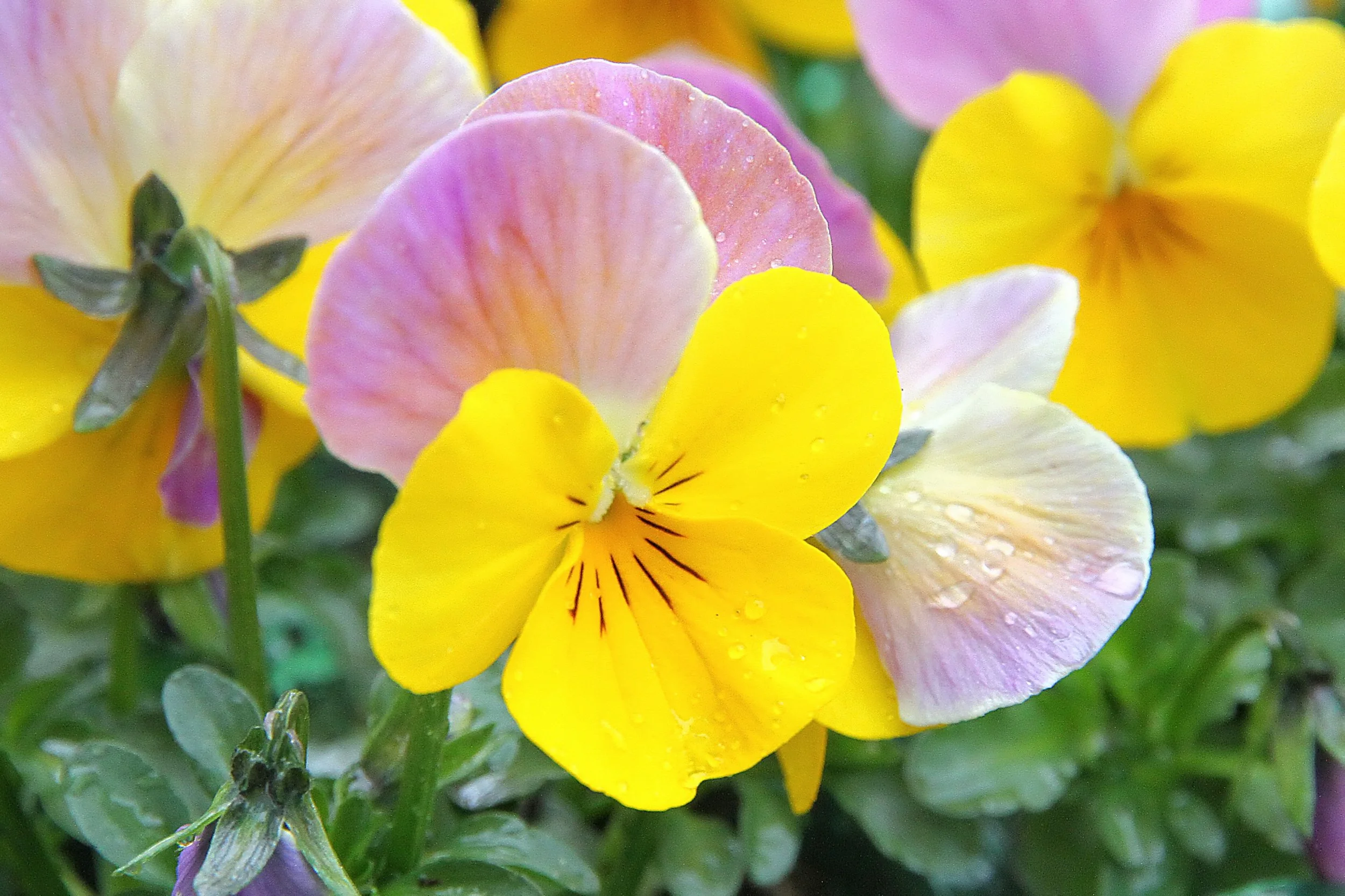 20260403 132416 Dunnikier Sensory Garden 0093.jpg