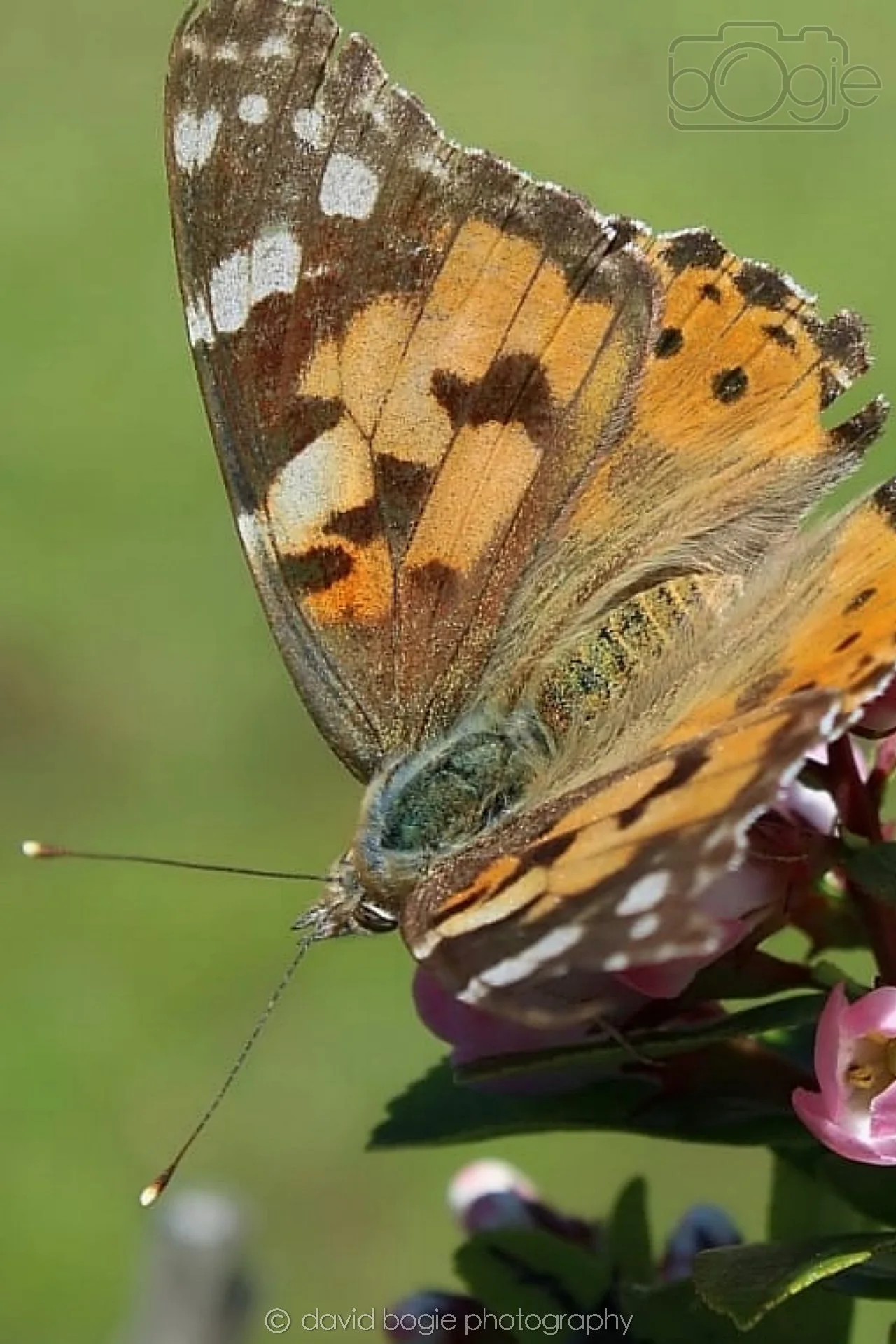20190627 Kirkcaldy 0007.jpg