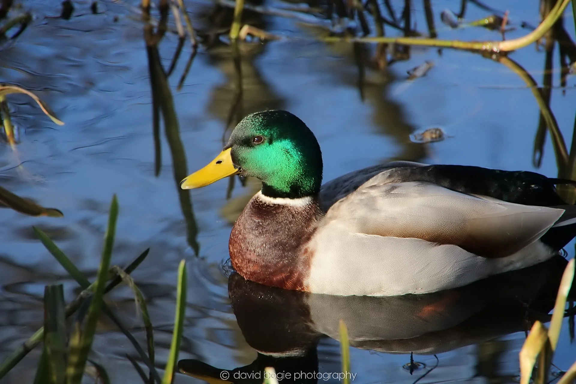YEAR20240207 Lochore Meadows 0432.jpg