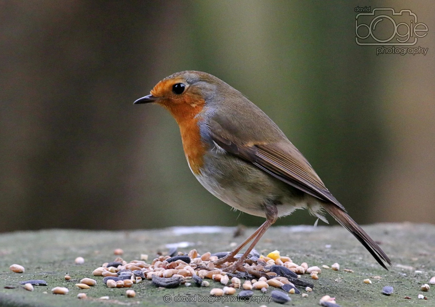 20260324 125528 Pittencrieff Park 0287.jpg